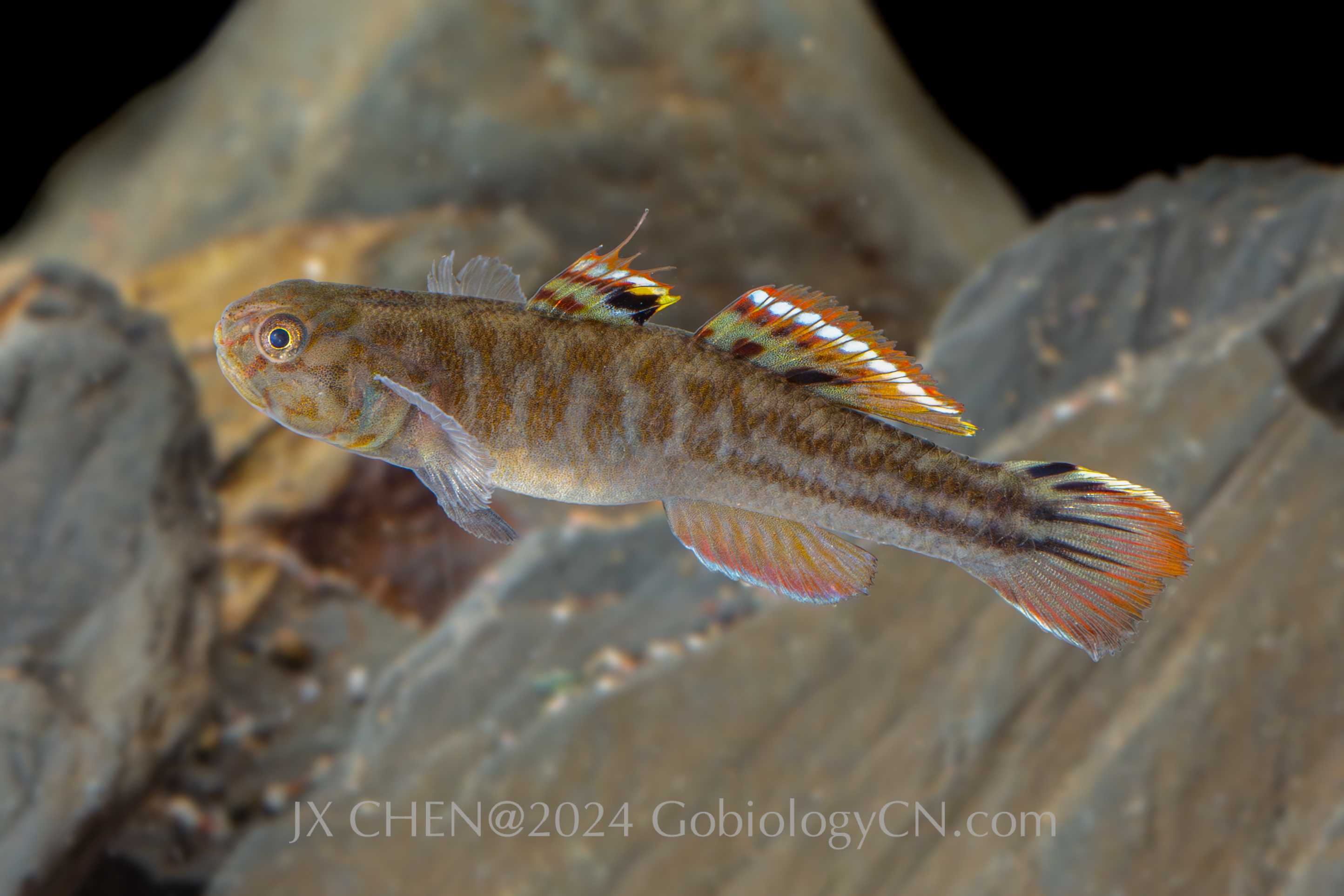 Mugilogobius abei Beihai