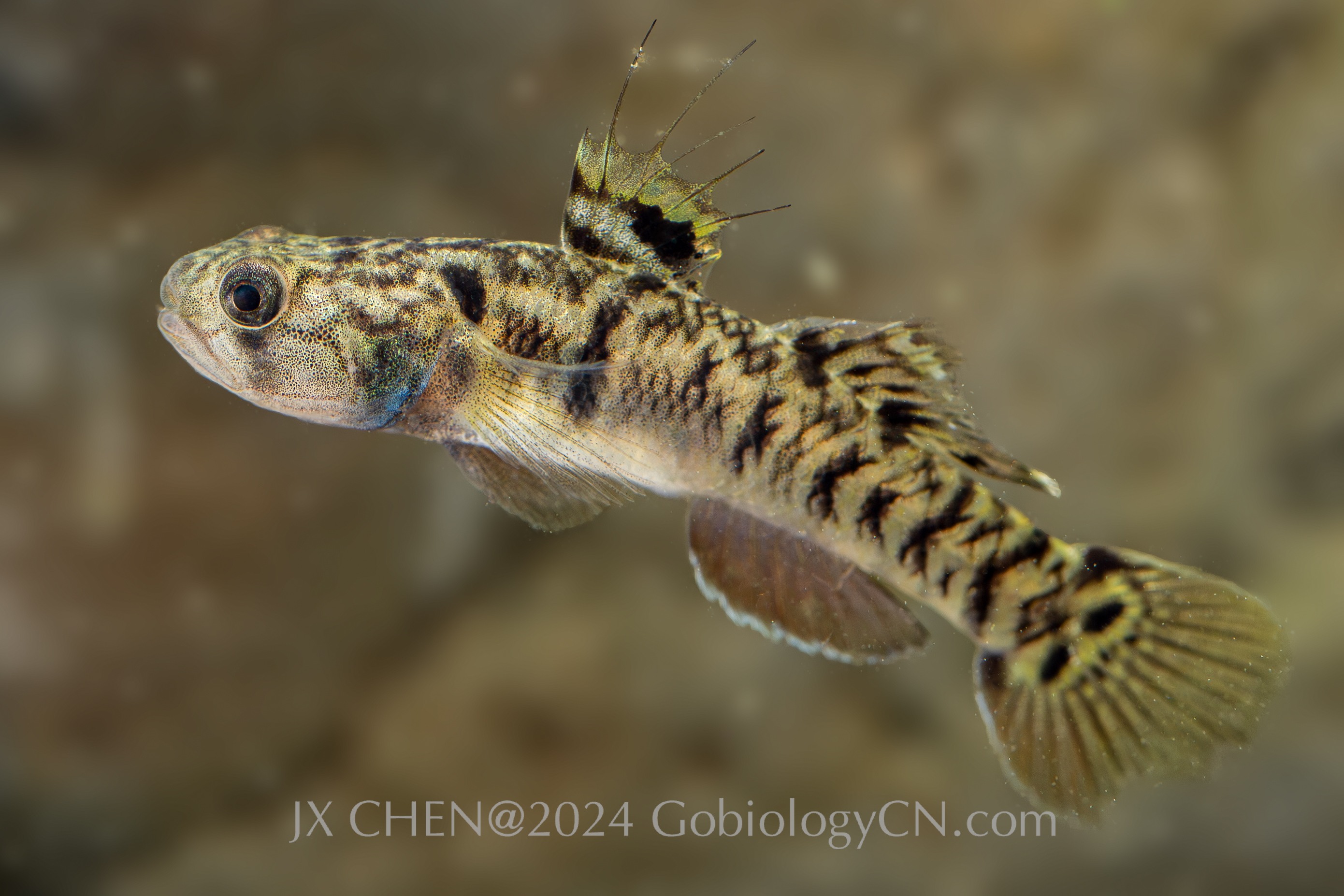 Mugilogobius chulae Guangzhou