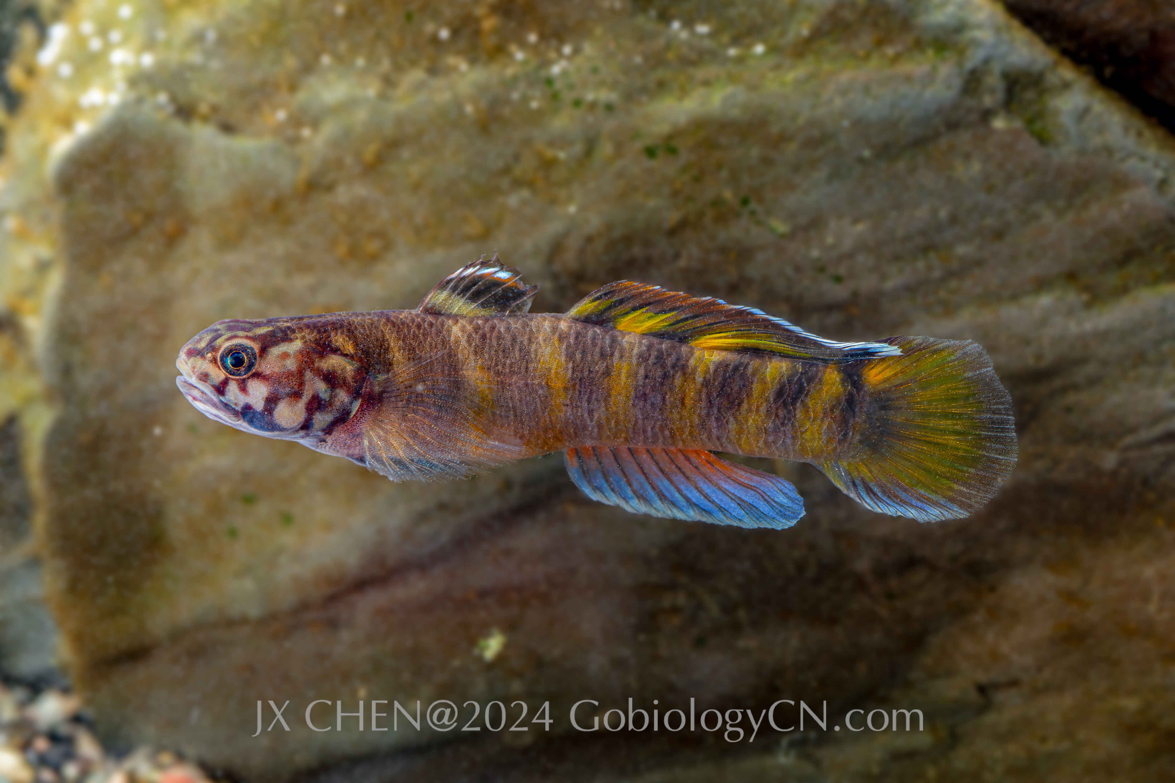 Mugilogobius flavomaculatus Yilan