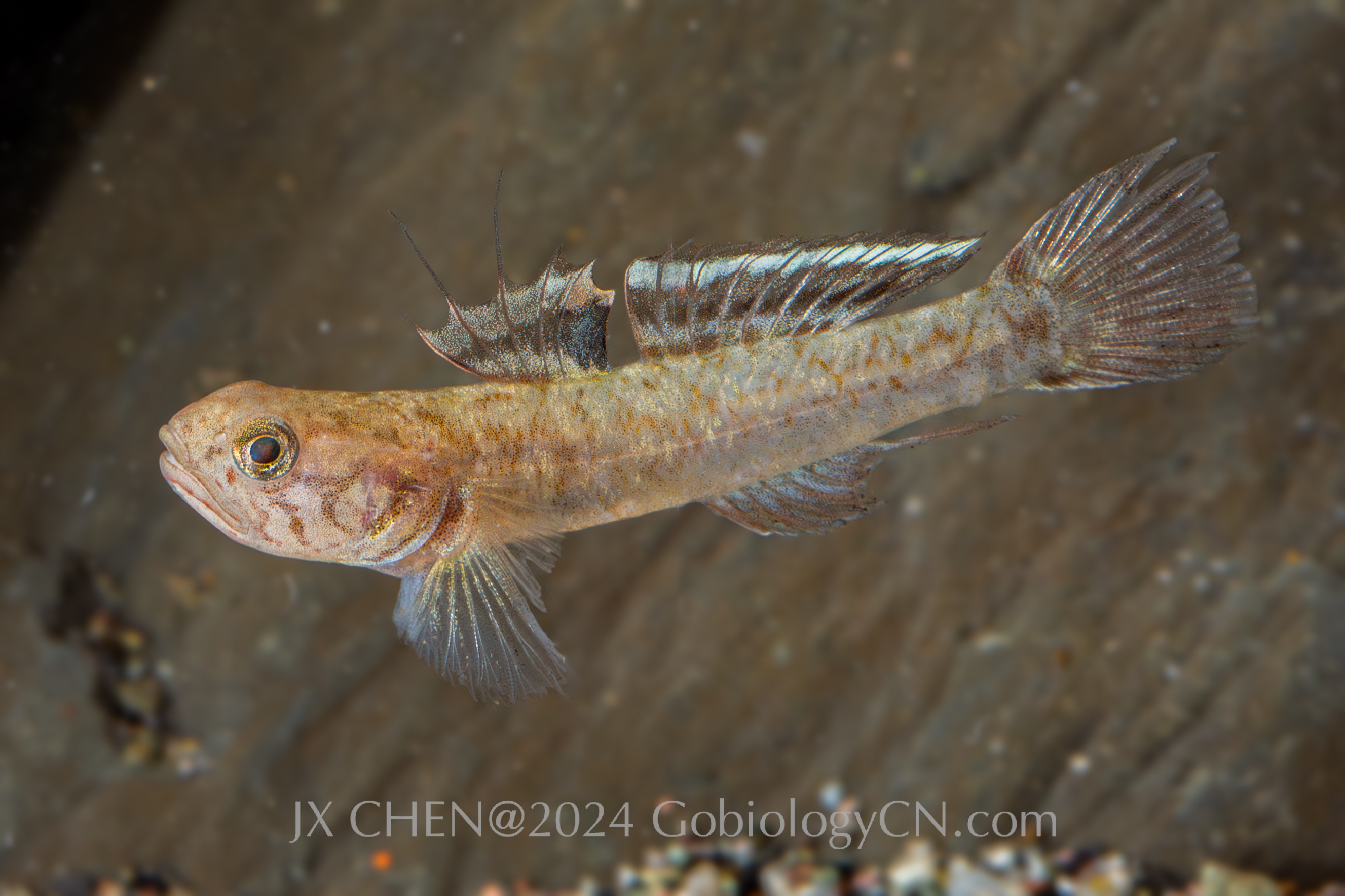 Mugilogobius myxodermus 1