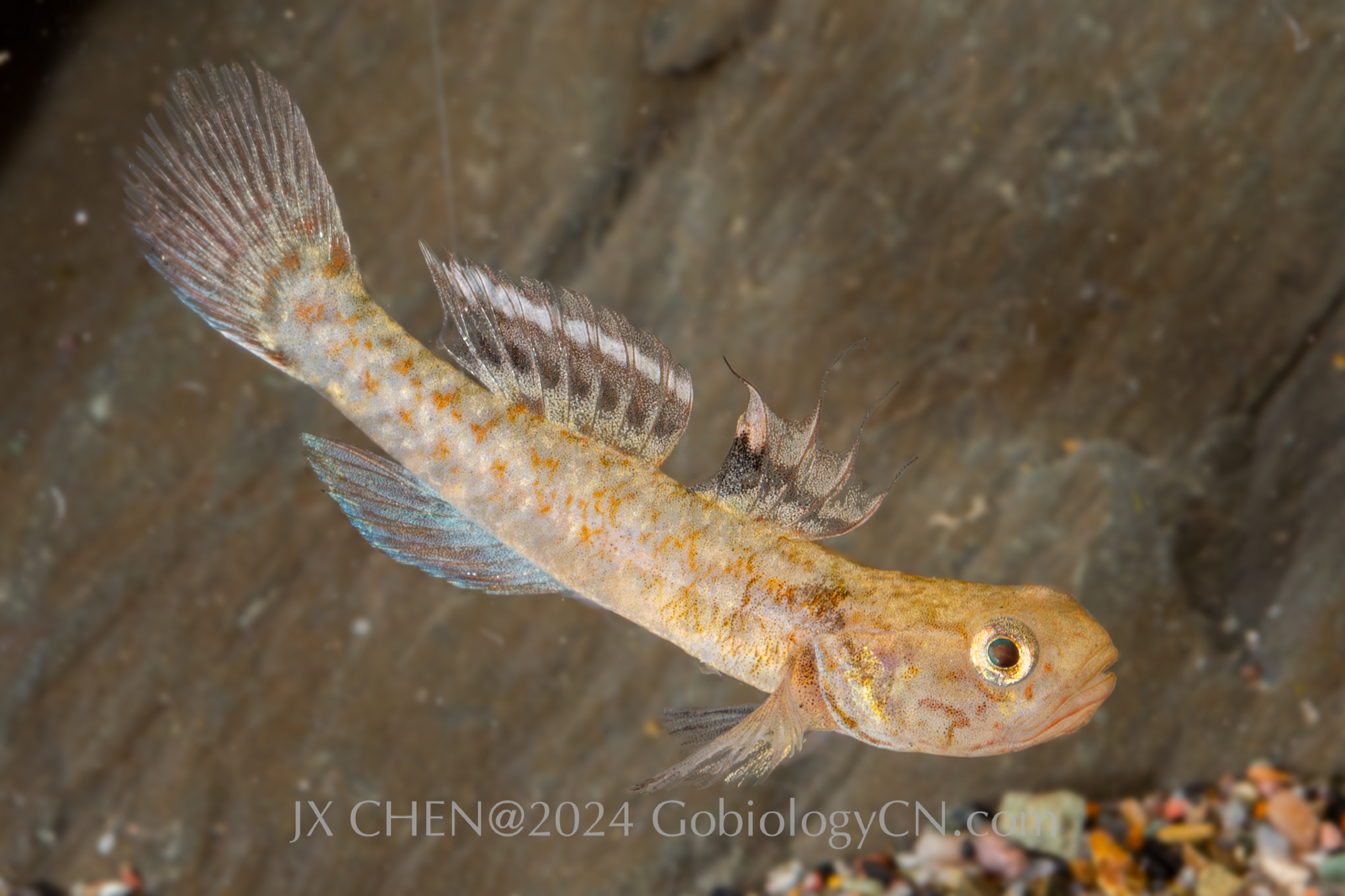 Mugilogobius myxodermus 2