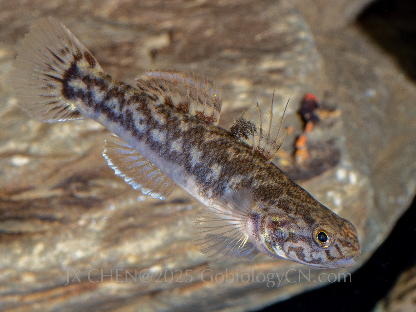 Mugilogobius sp1