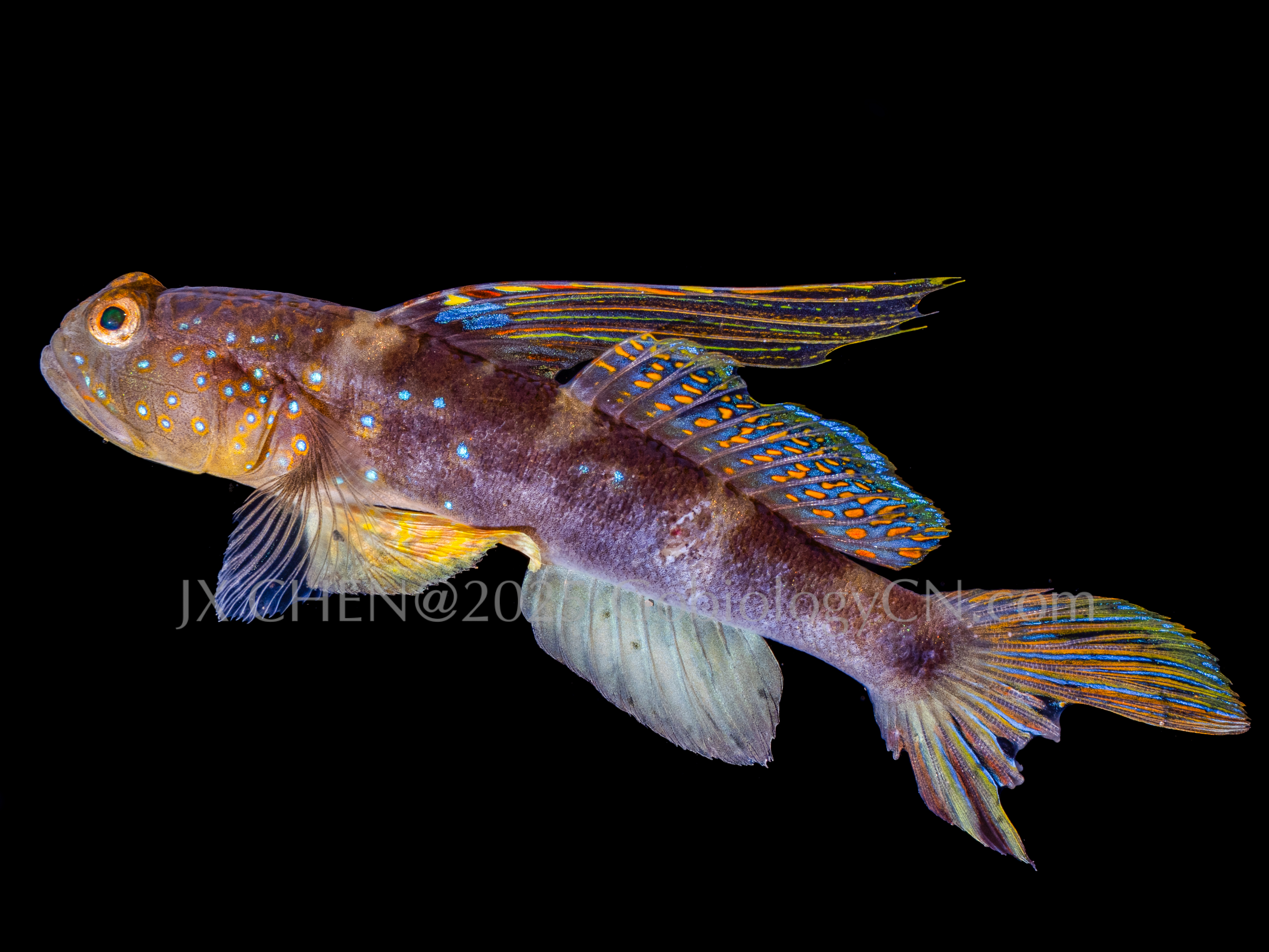 Myersina adonis 1
