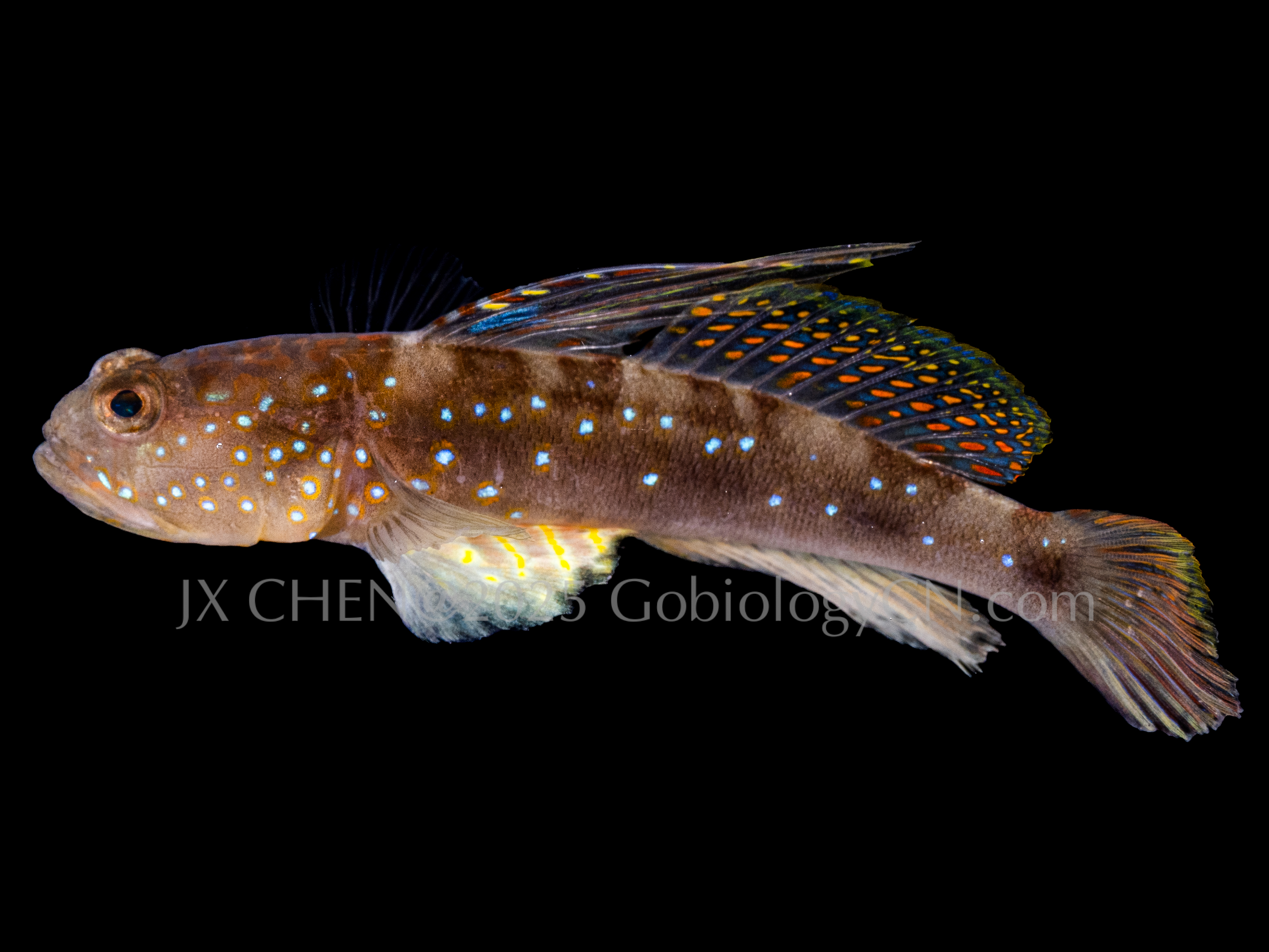 Myersina adonis 2