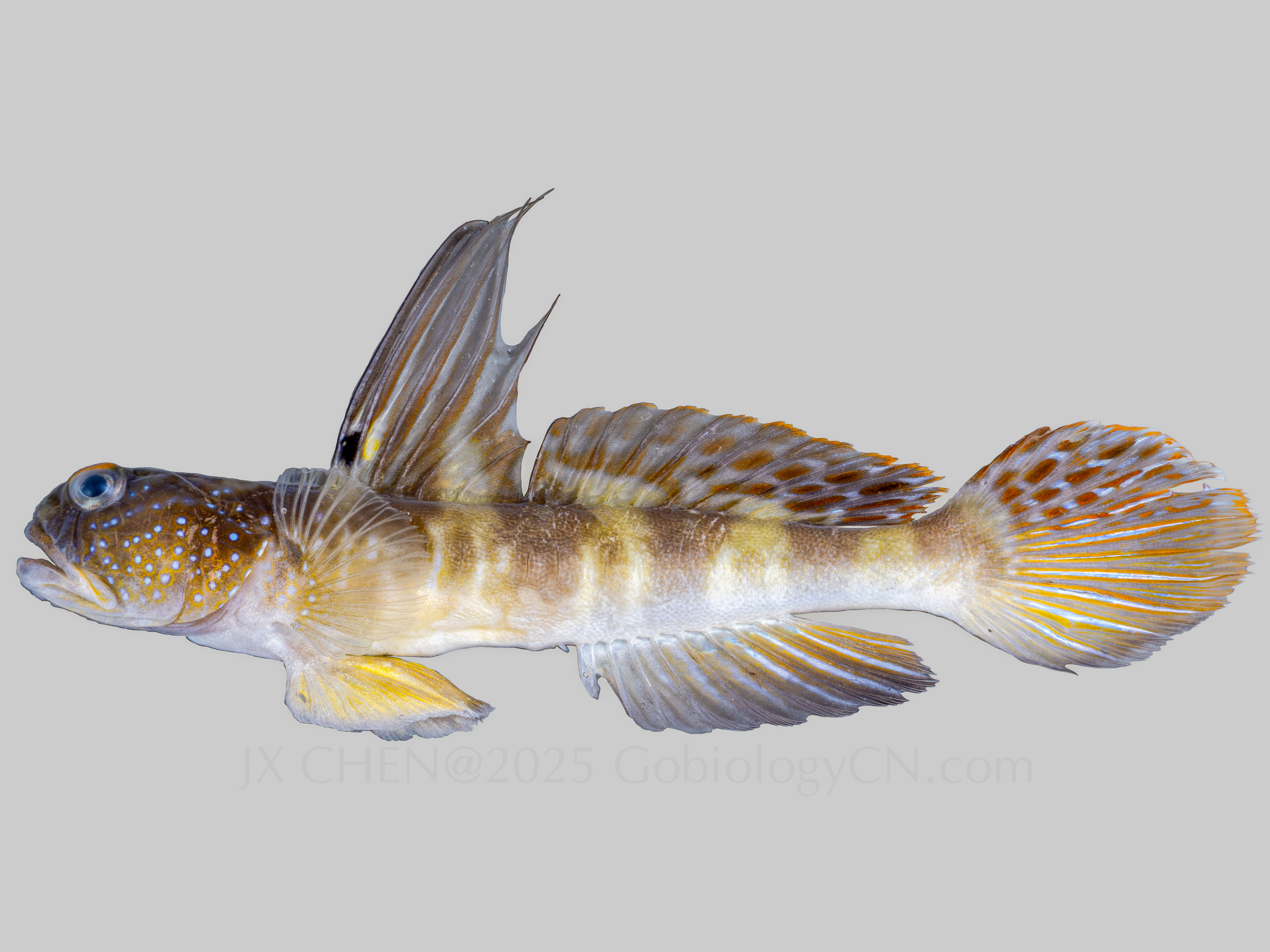 Myersina filifer 2