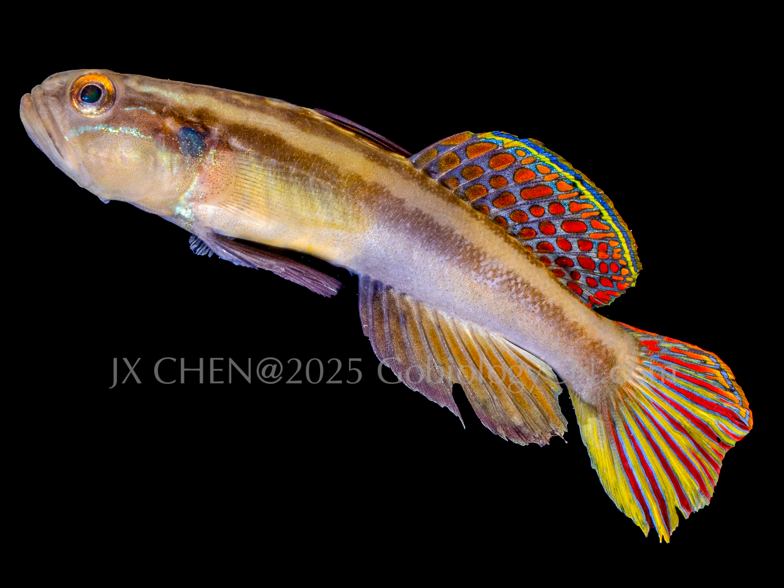 Myersina macrostoma 1