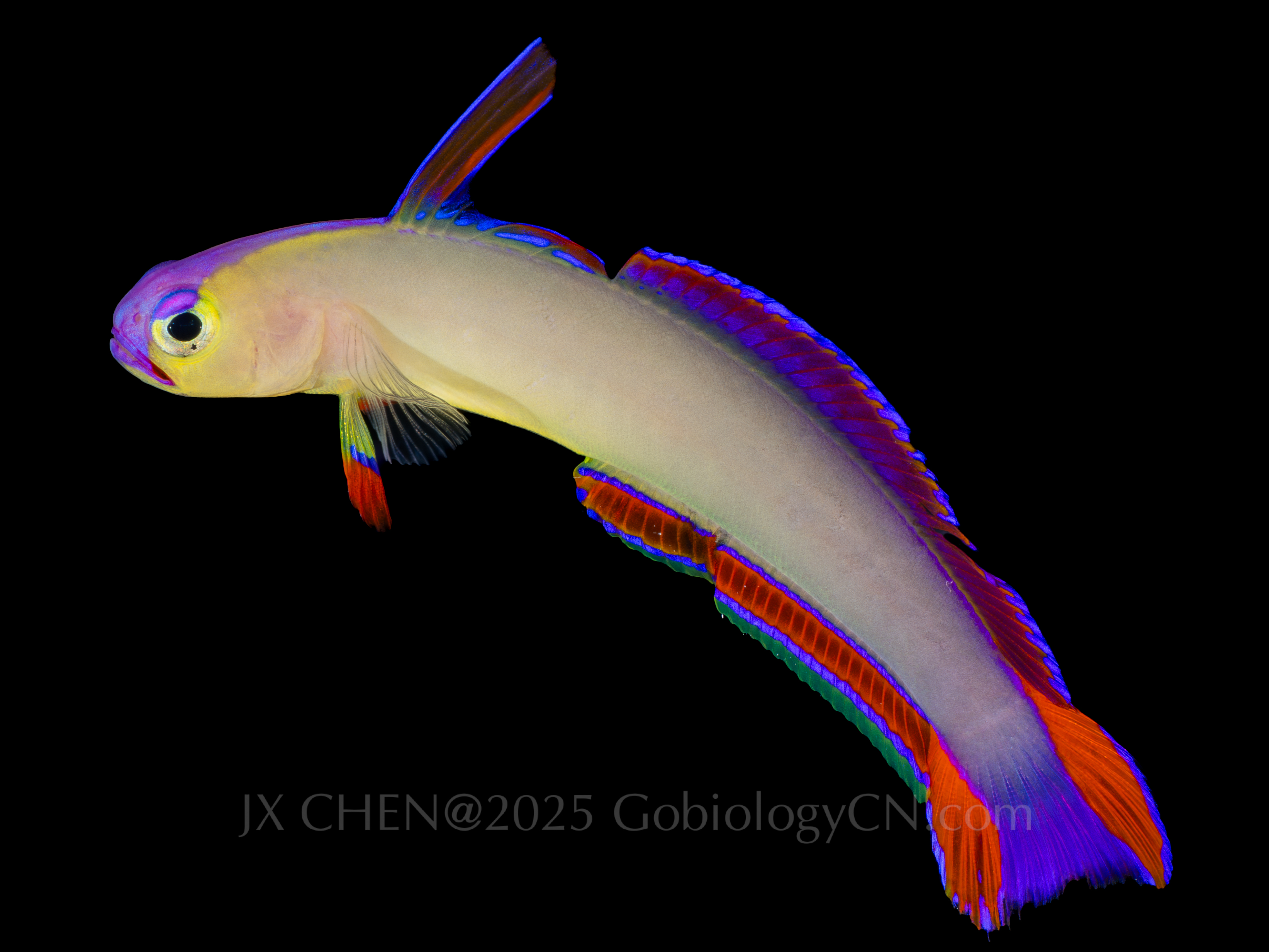 Nemateleotris decora 1