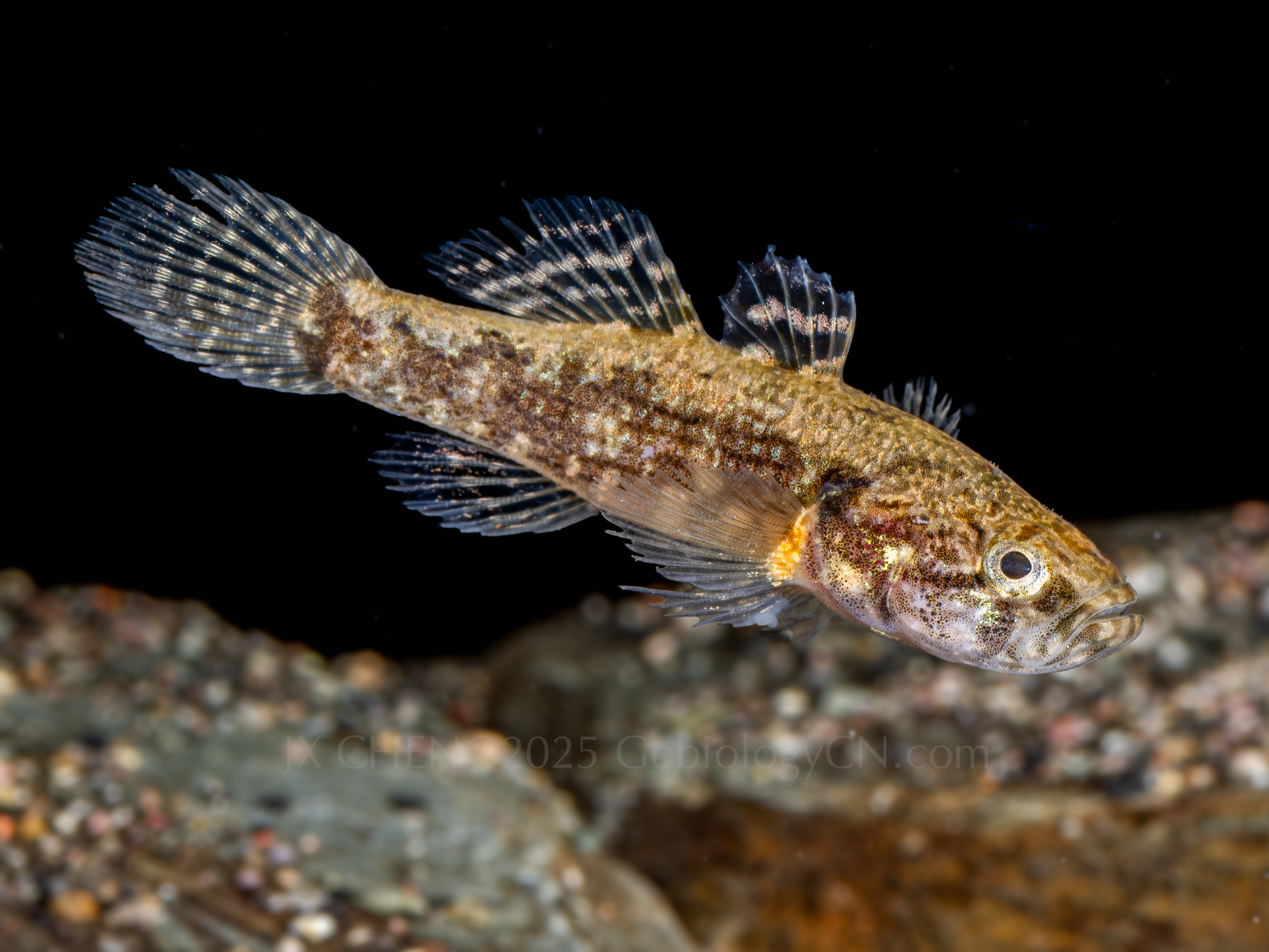 Neodontobutis hainanensis2