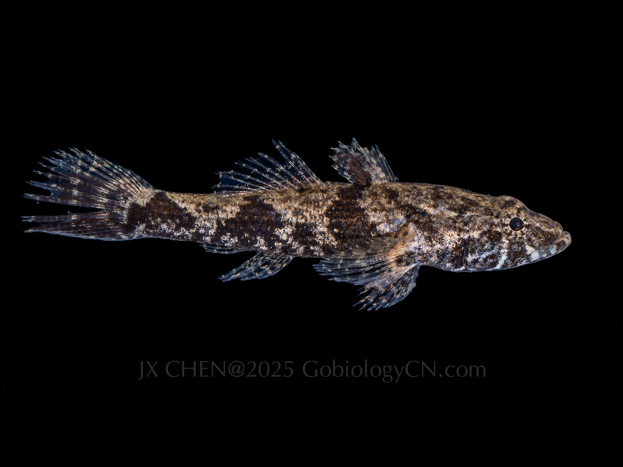 Odontobutis haifengensis 2