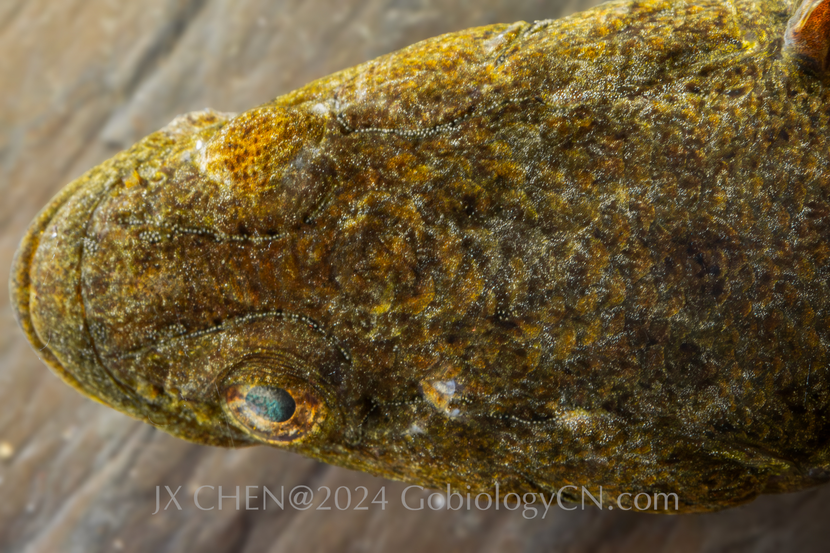 Odontobutis yaluensis head