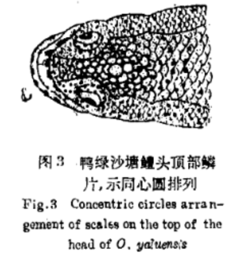 Odontobutis yaluensis des