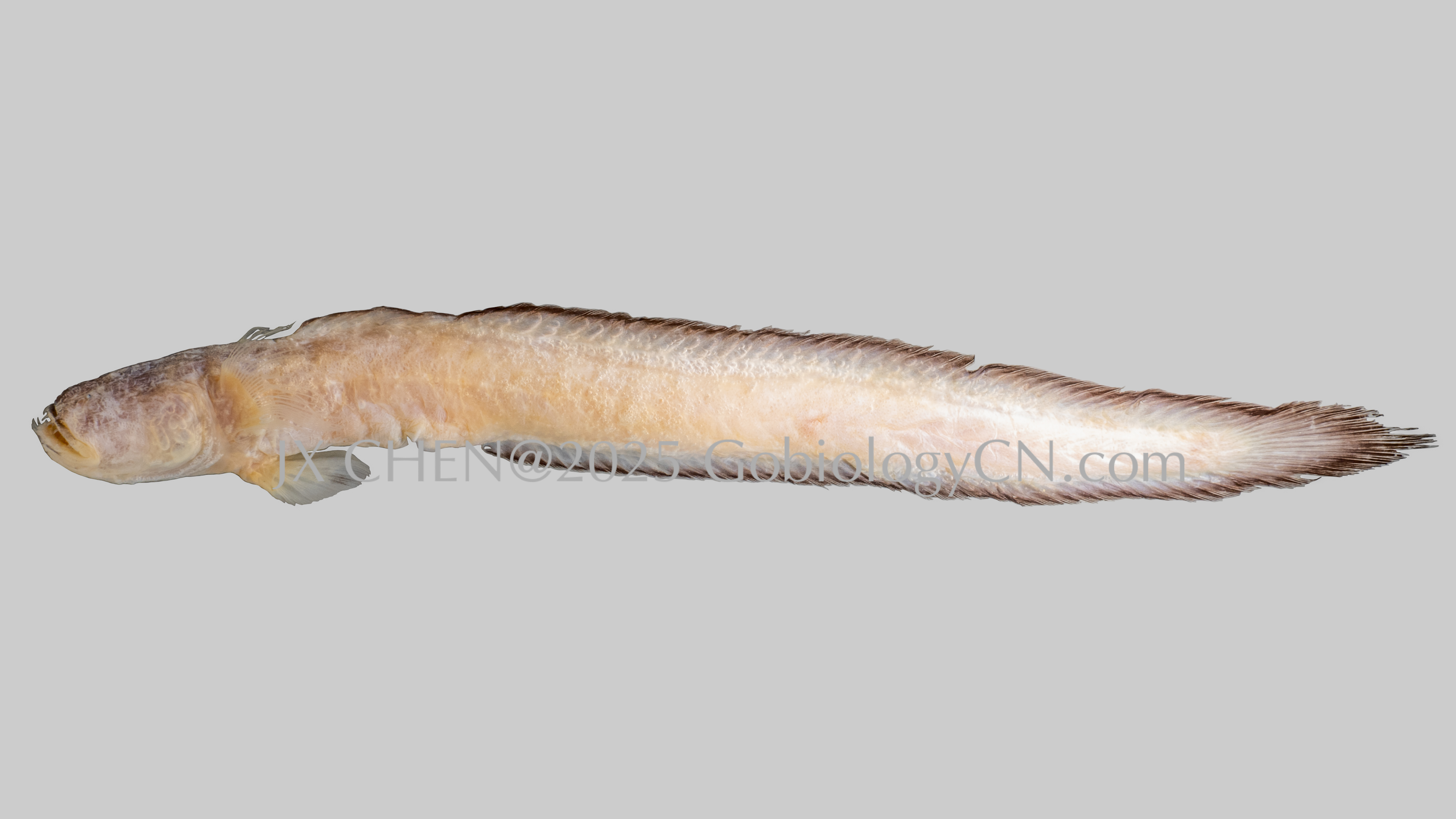 Odontamblyopus lacepedii 1