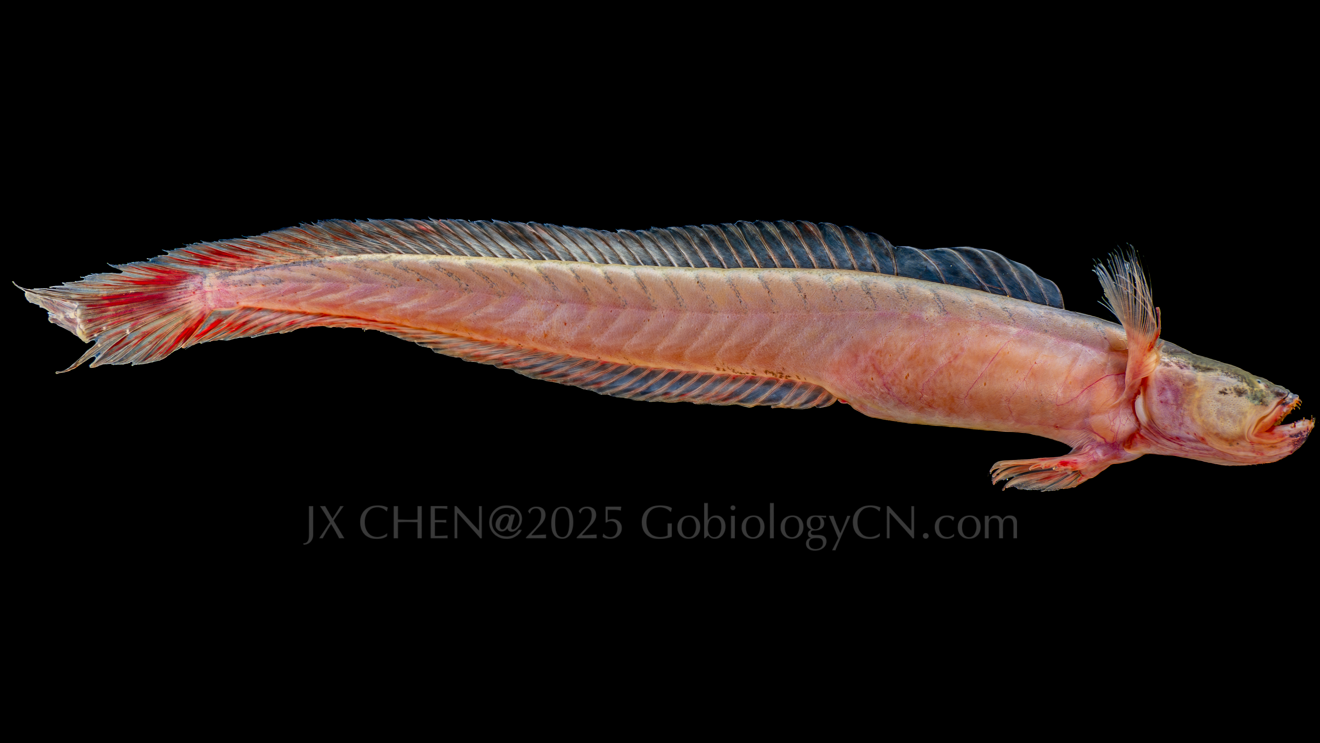 Odontamblyopus rebecca 1