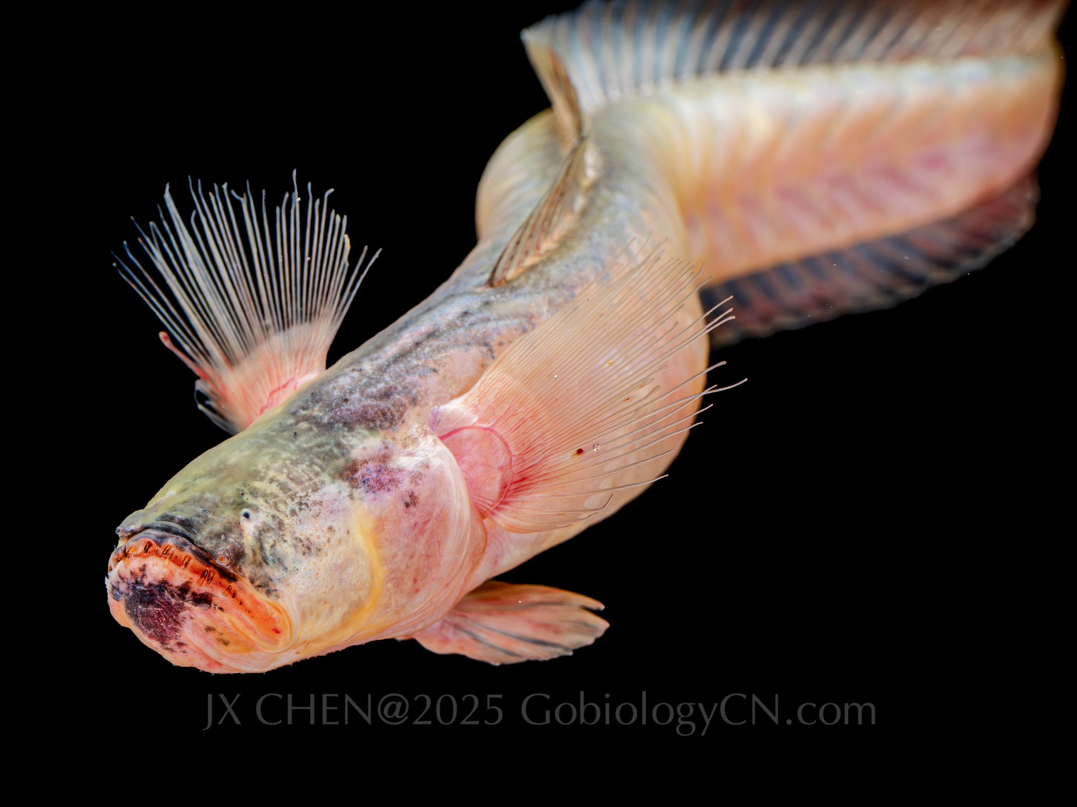 Odontamblyopus rebecca 2