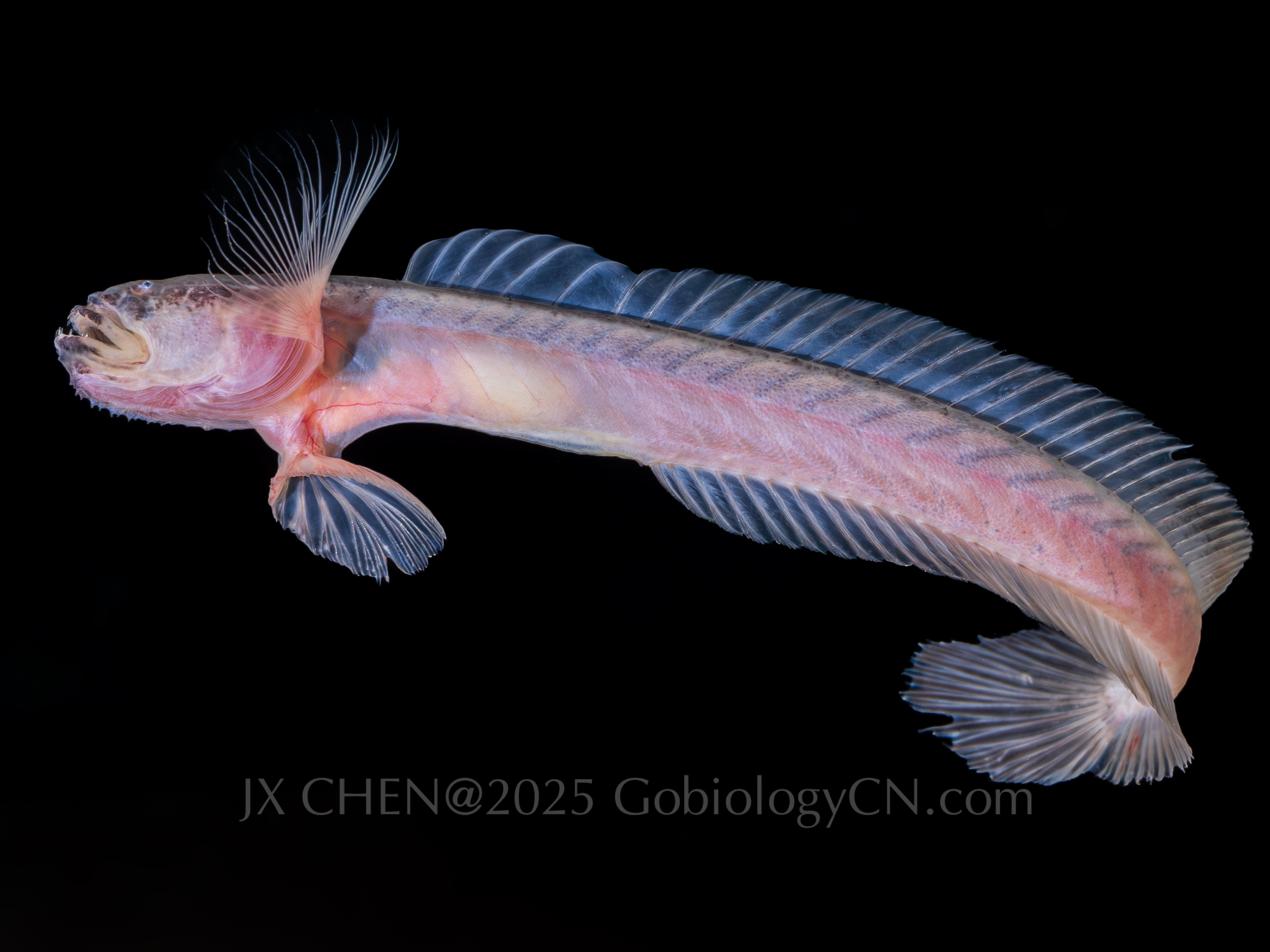 Odontamblyopus rebecca 3
