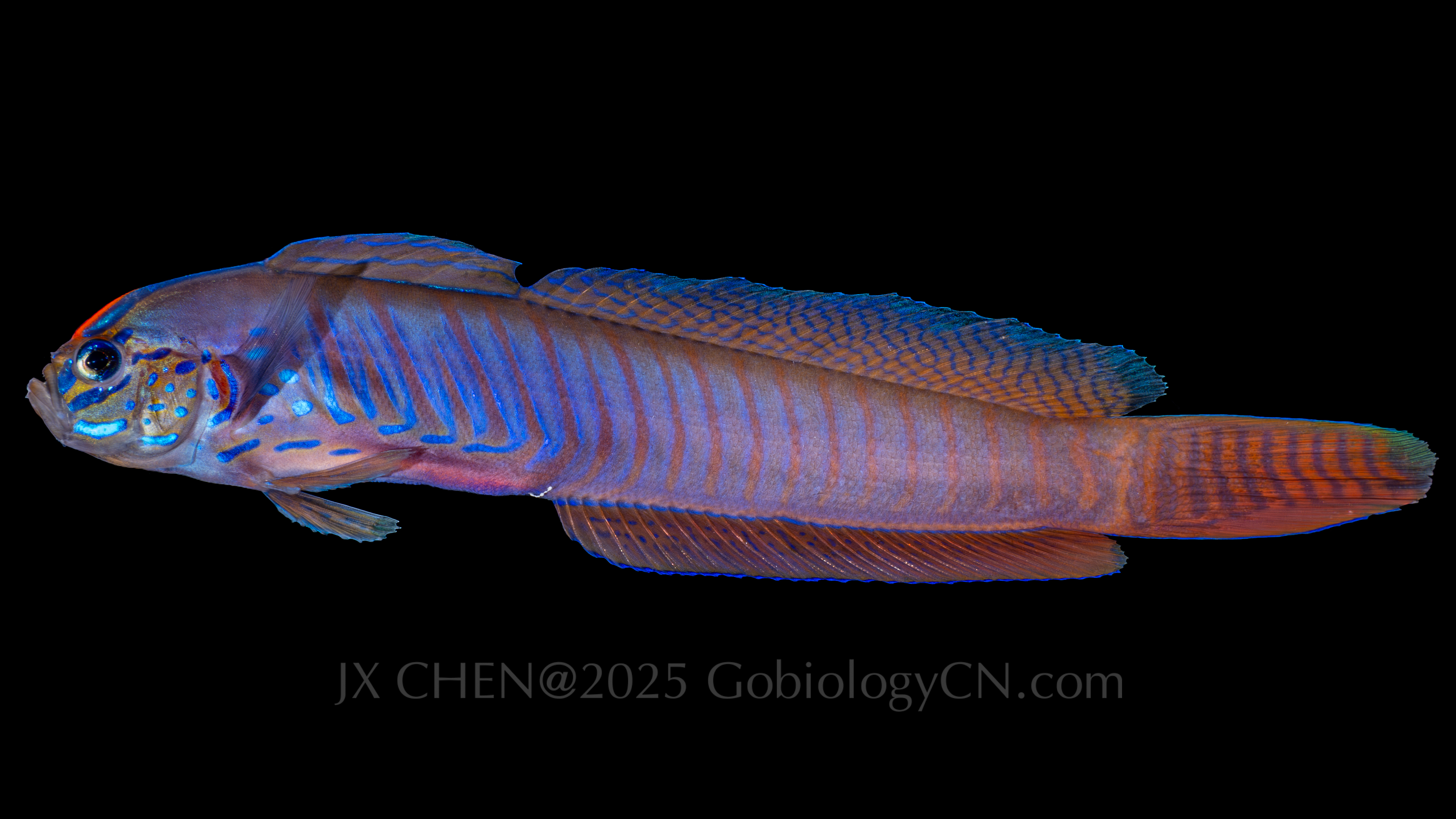Oxymetopon cyanoctenosum 1
