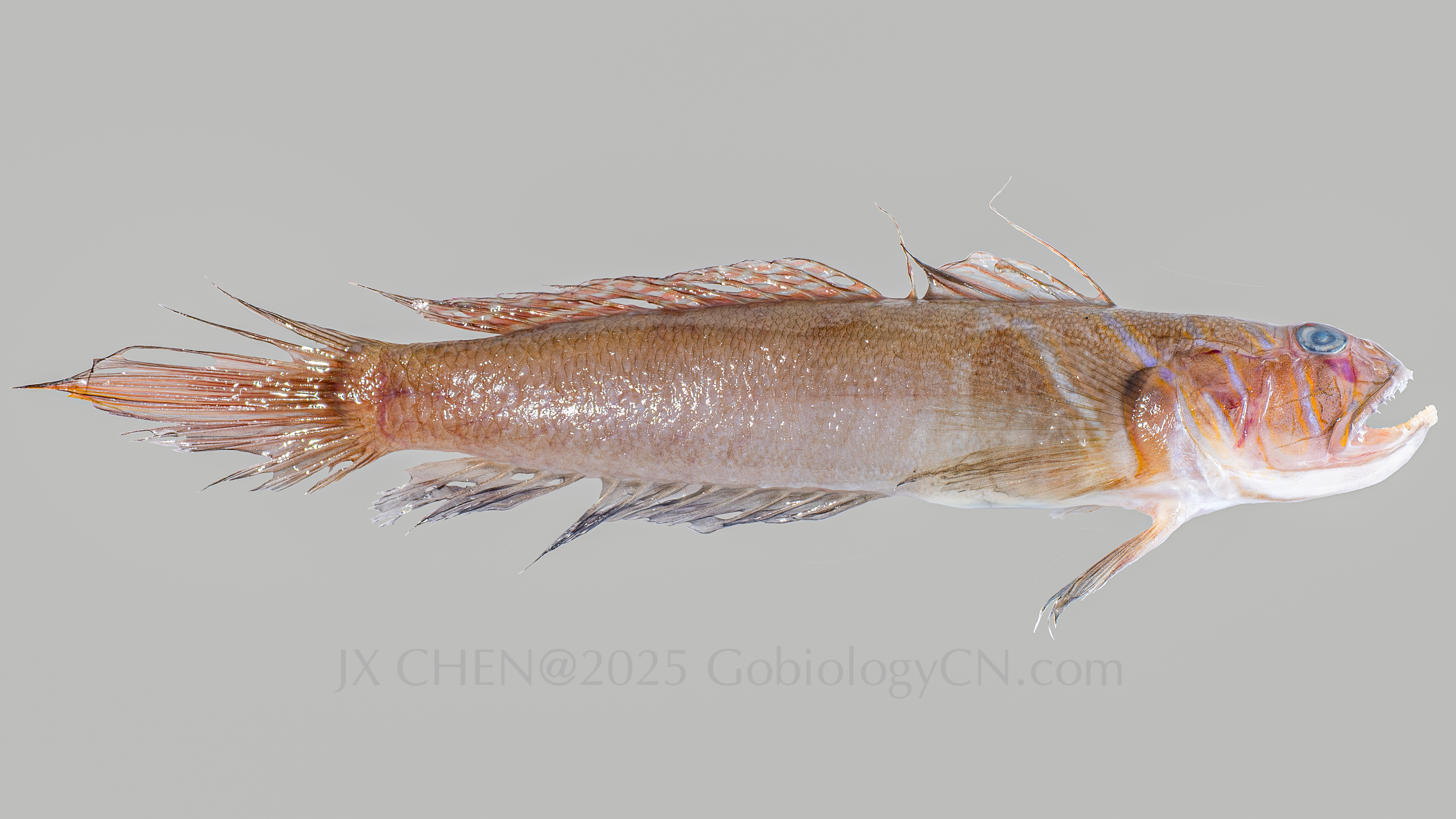 Oxy_auchenolepis