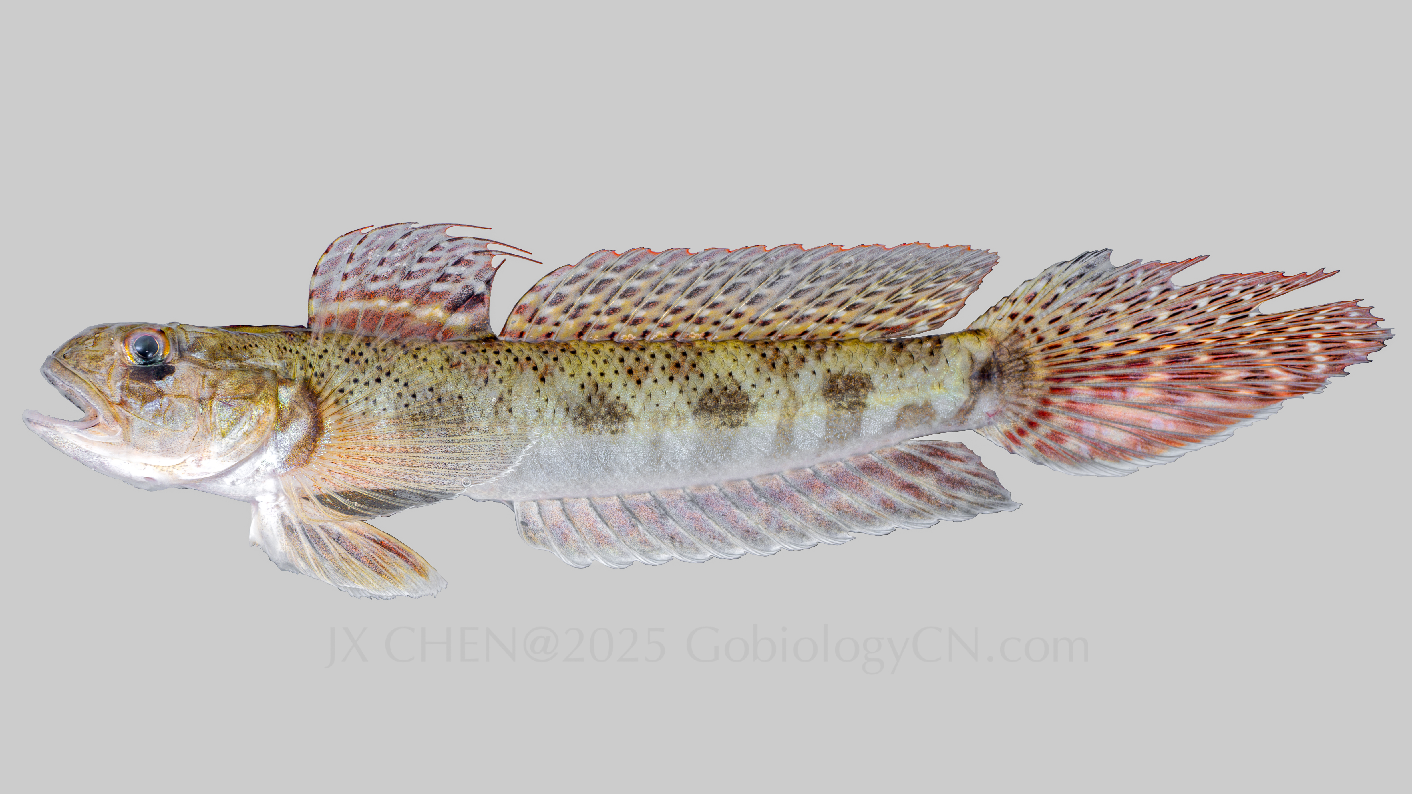 Oxy_microlepis