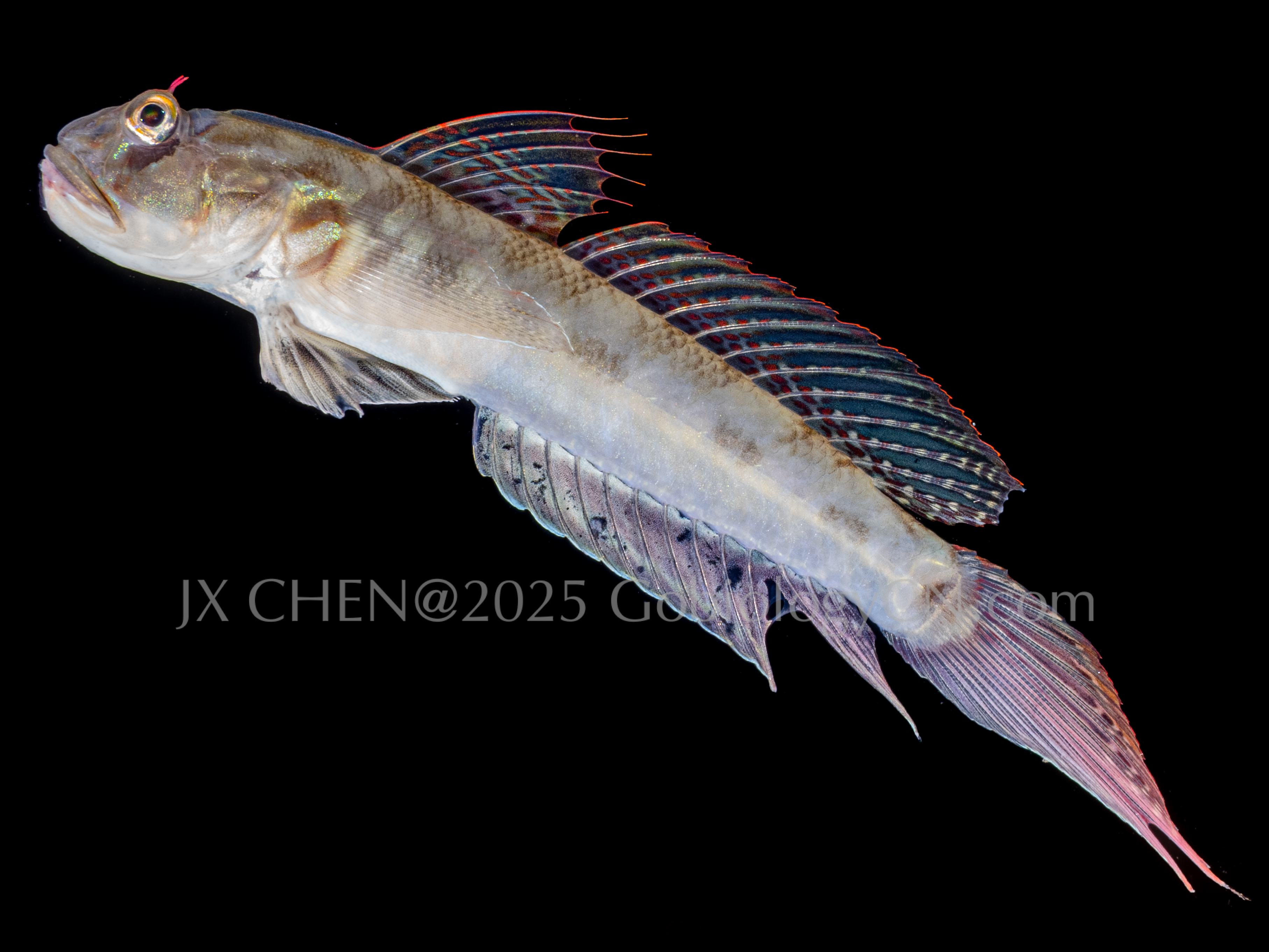 Oxyurichthys ophthalmonema