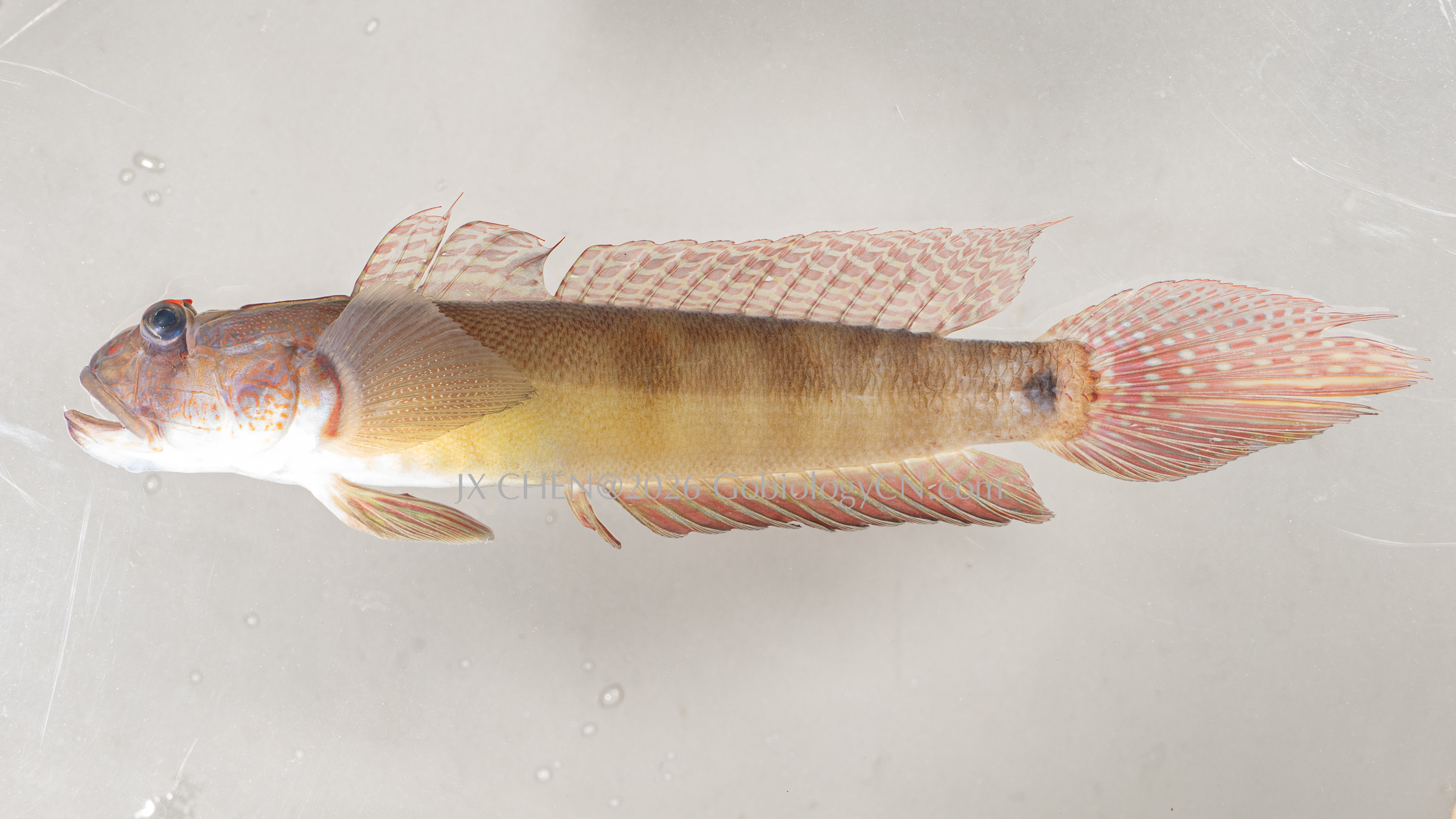 Oxyurichthys papuensis