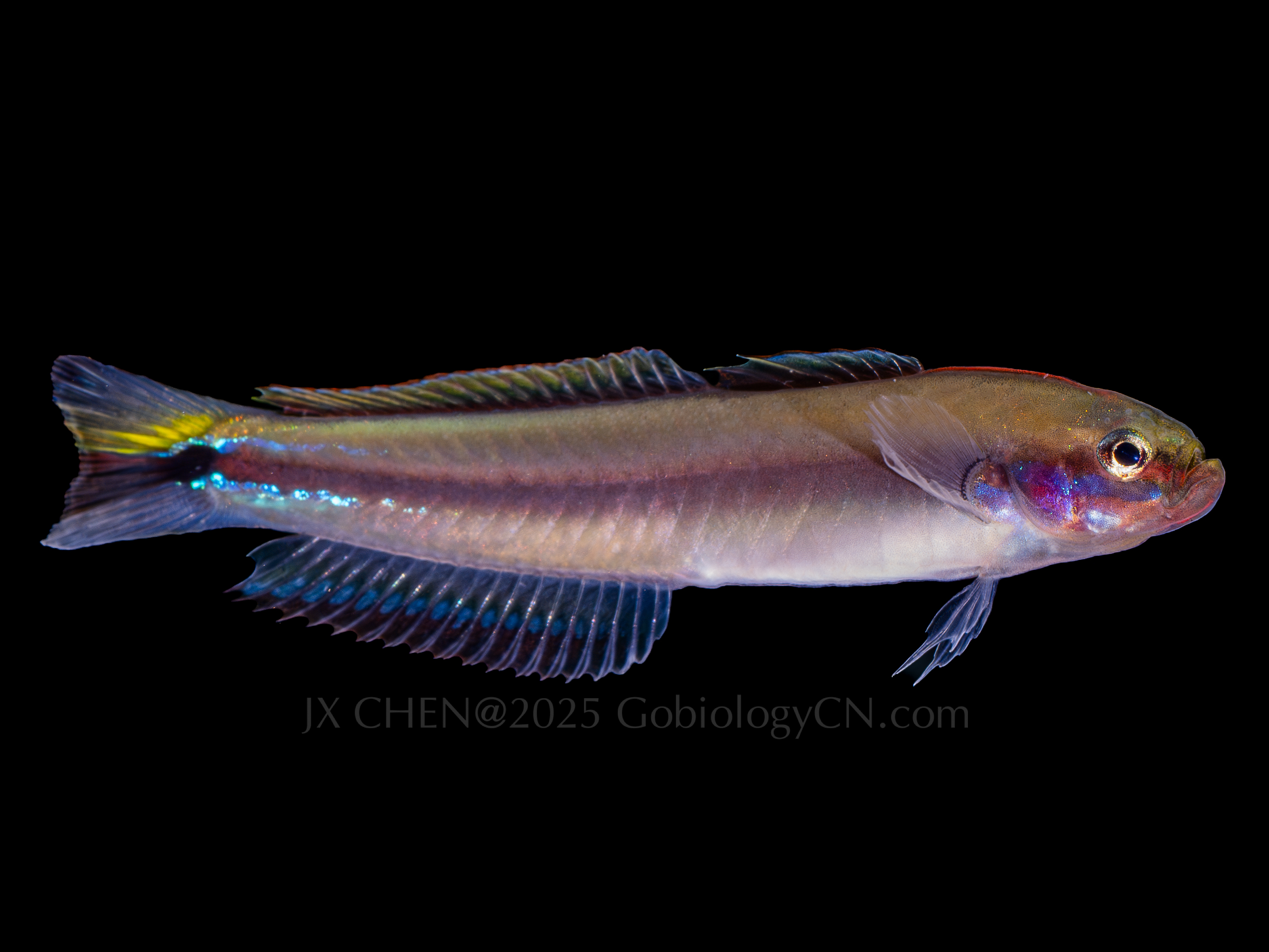 Parioglossus dotui 1