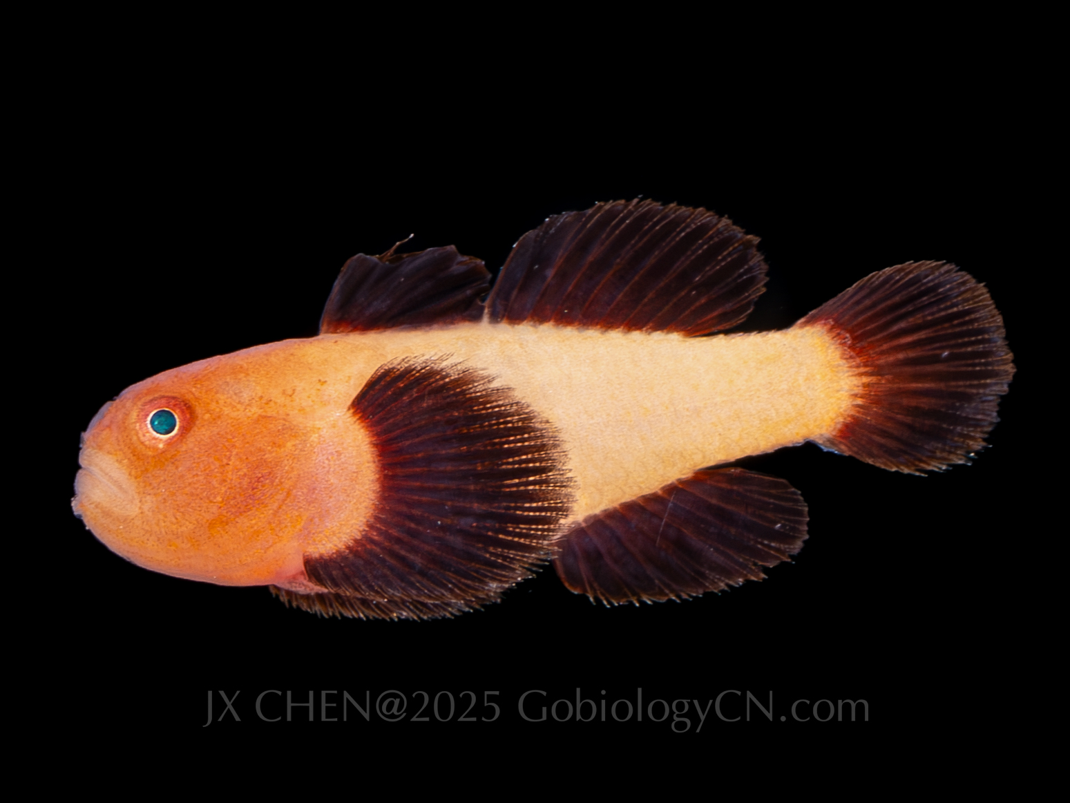 Paragobiodon lacunicola 1