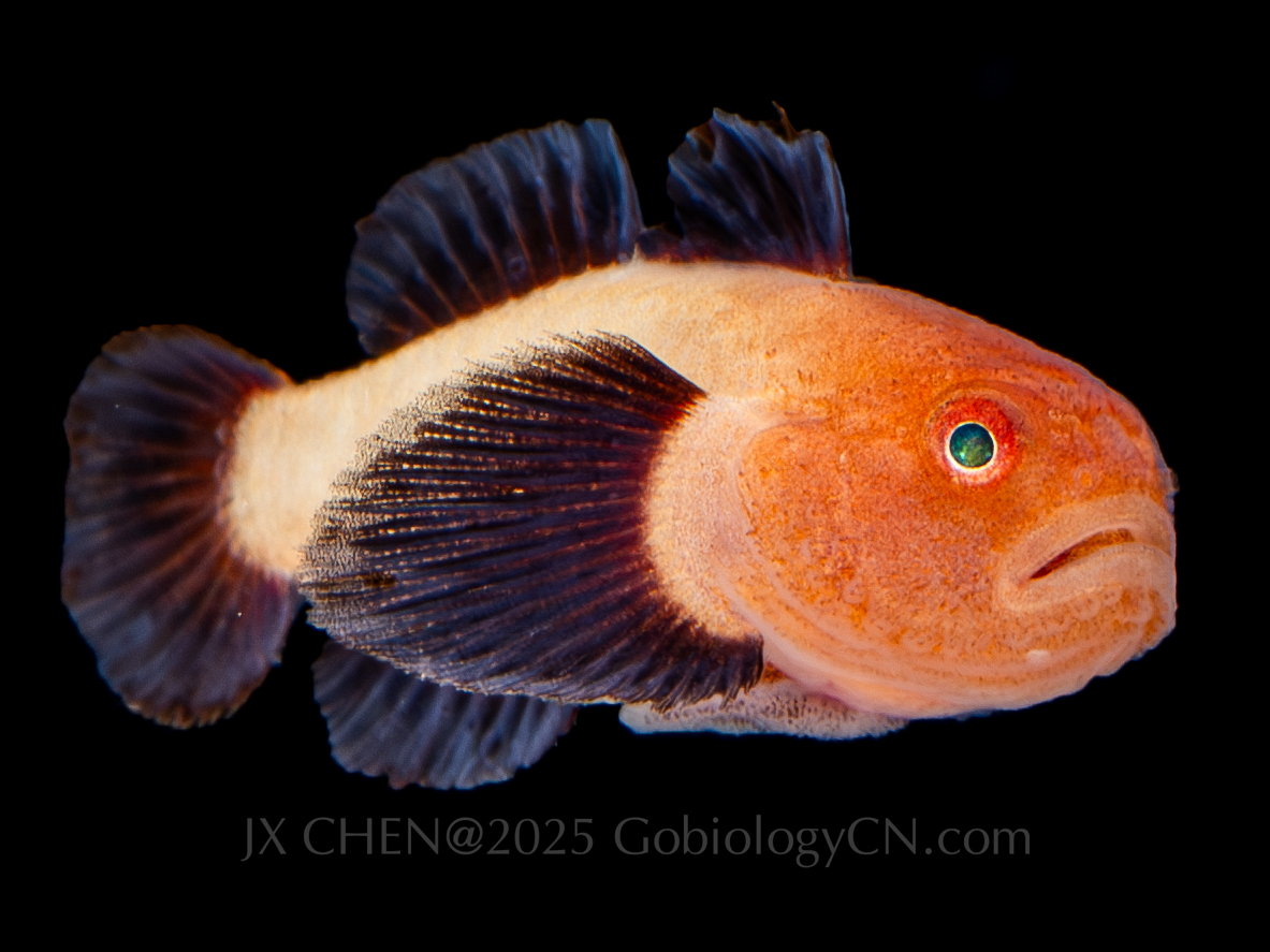 Paragobiodon lacunicola 2
