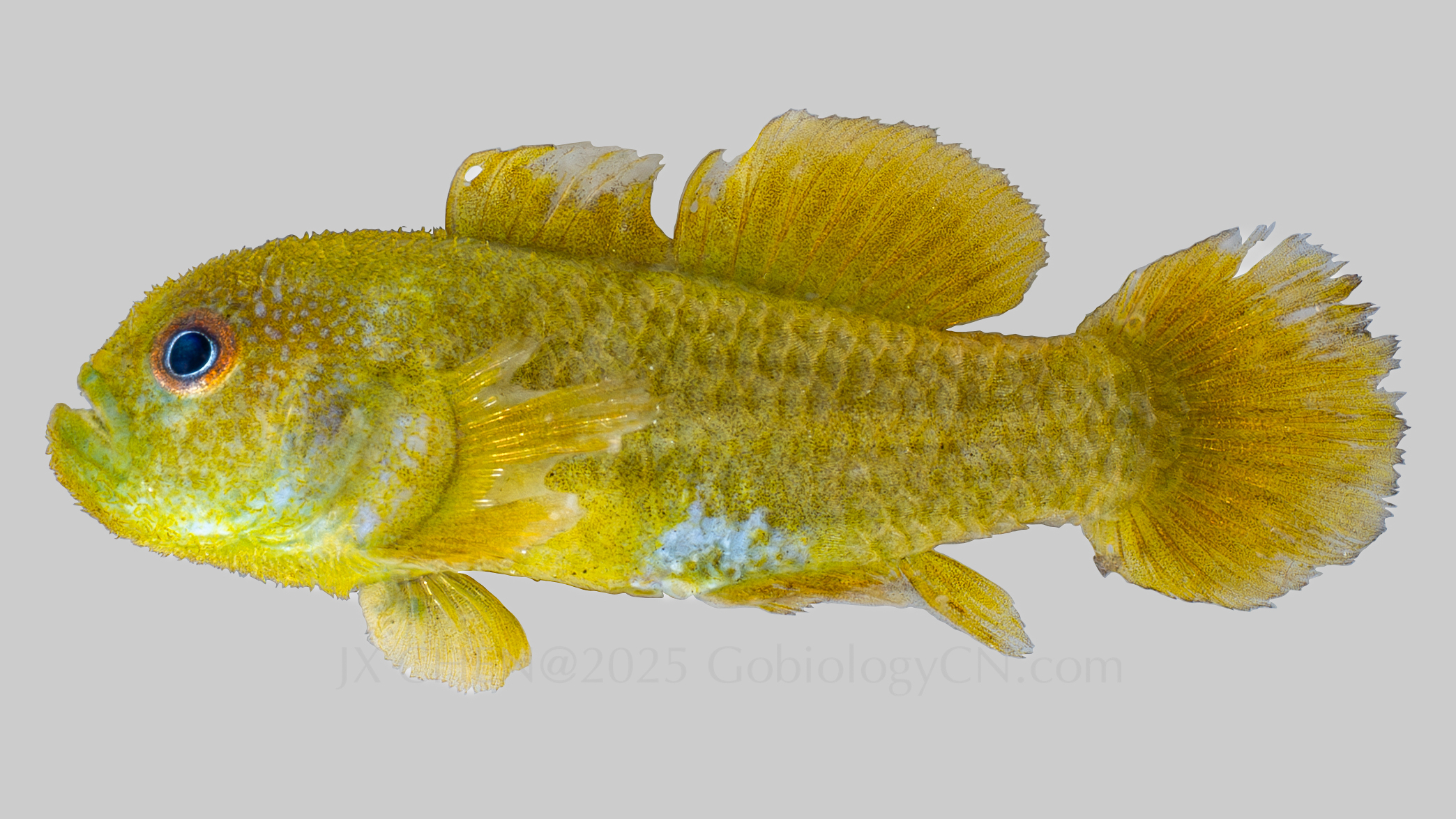Paragobiodon xanthosoma 1