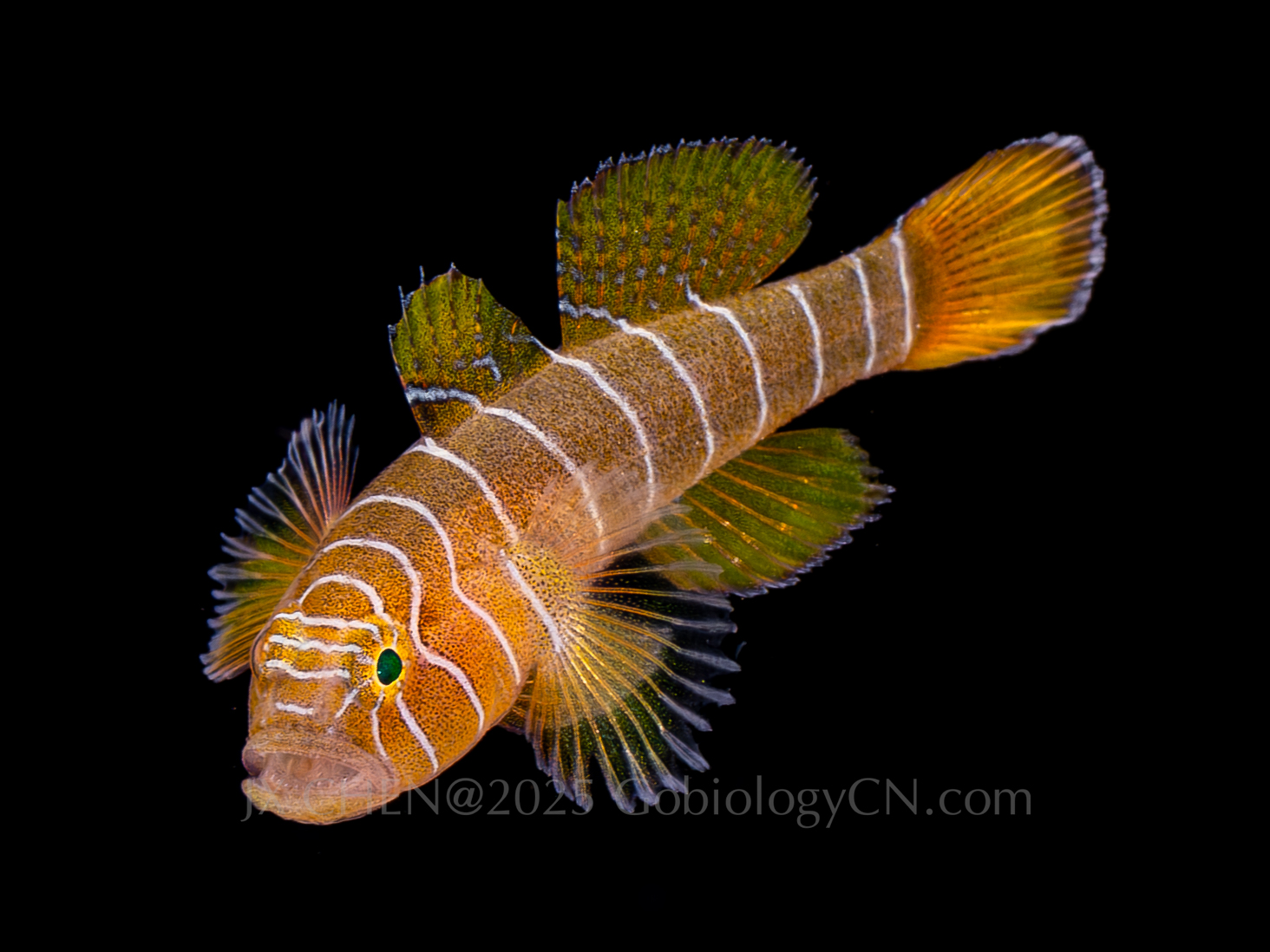 Priolepis profunda 1