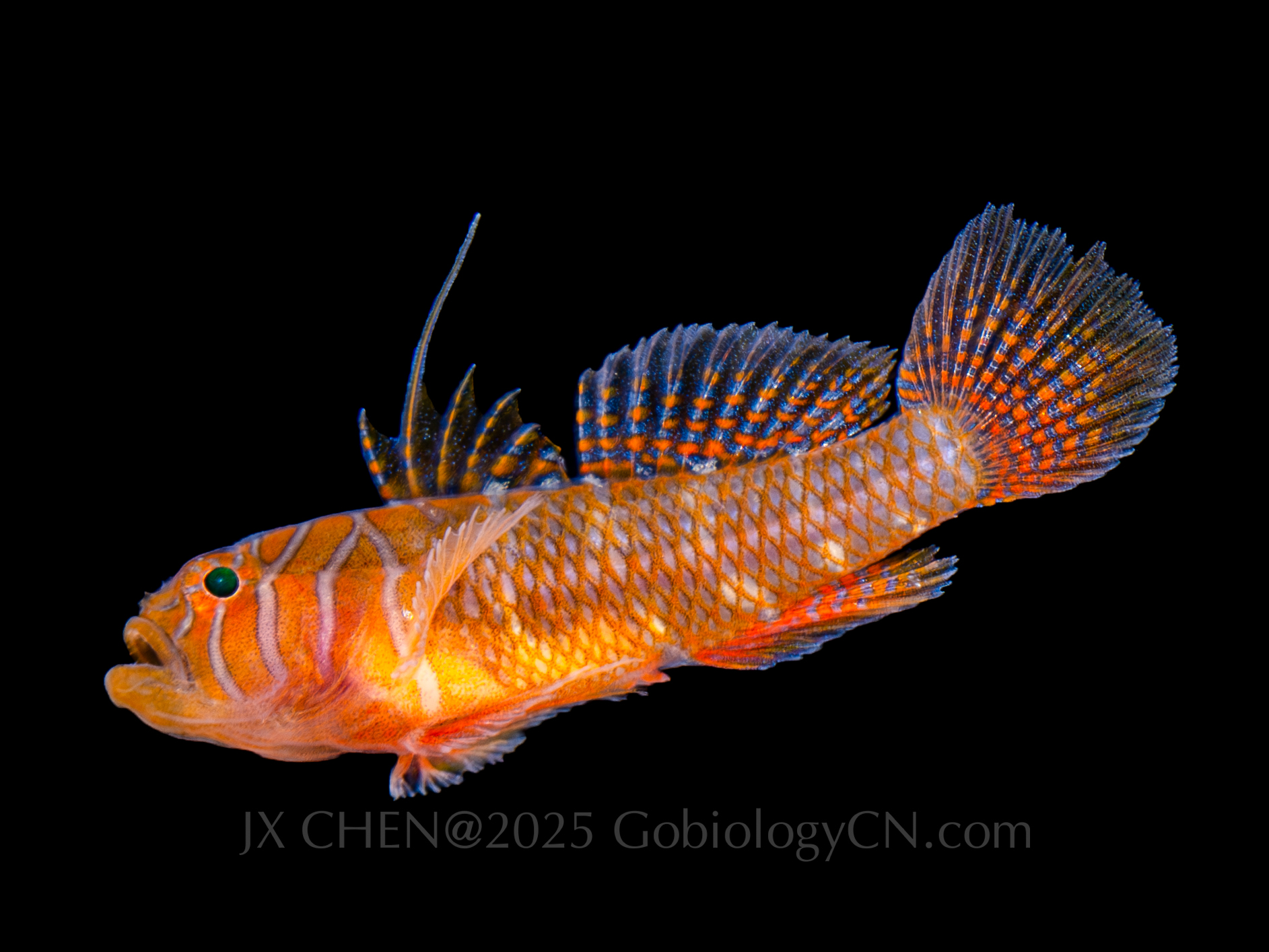 Priolepis semidoliata 1