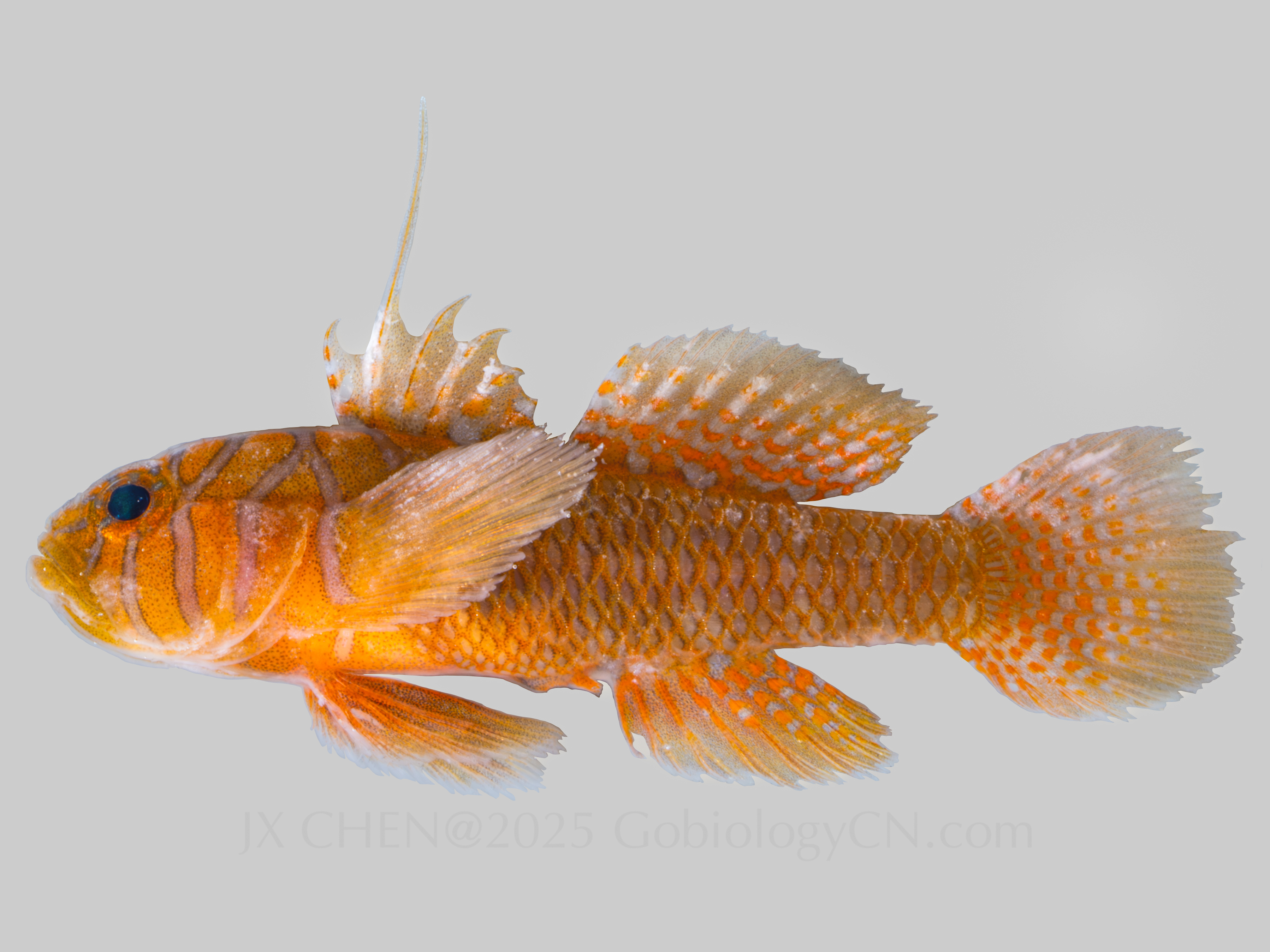 Priolepis semidoliata 2