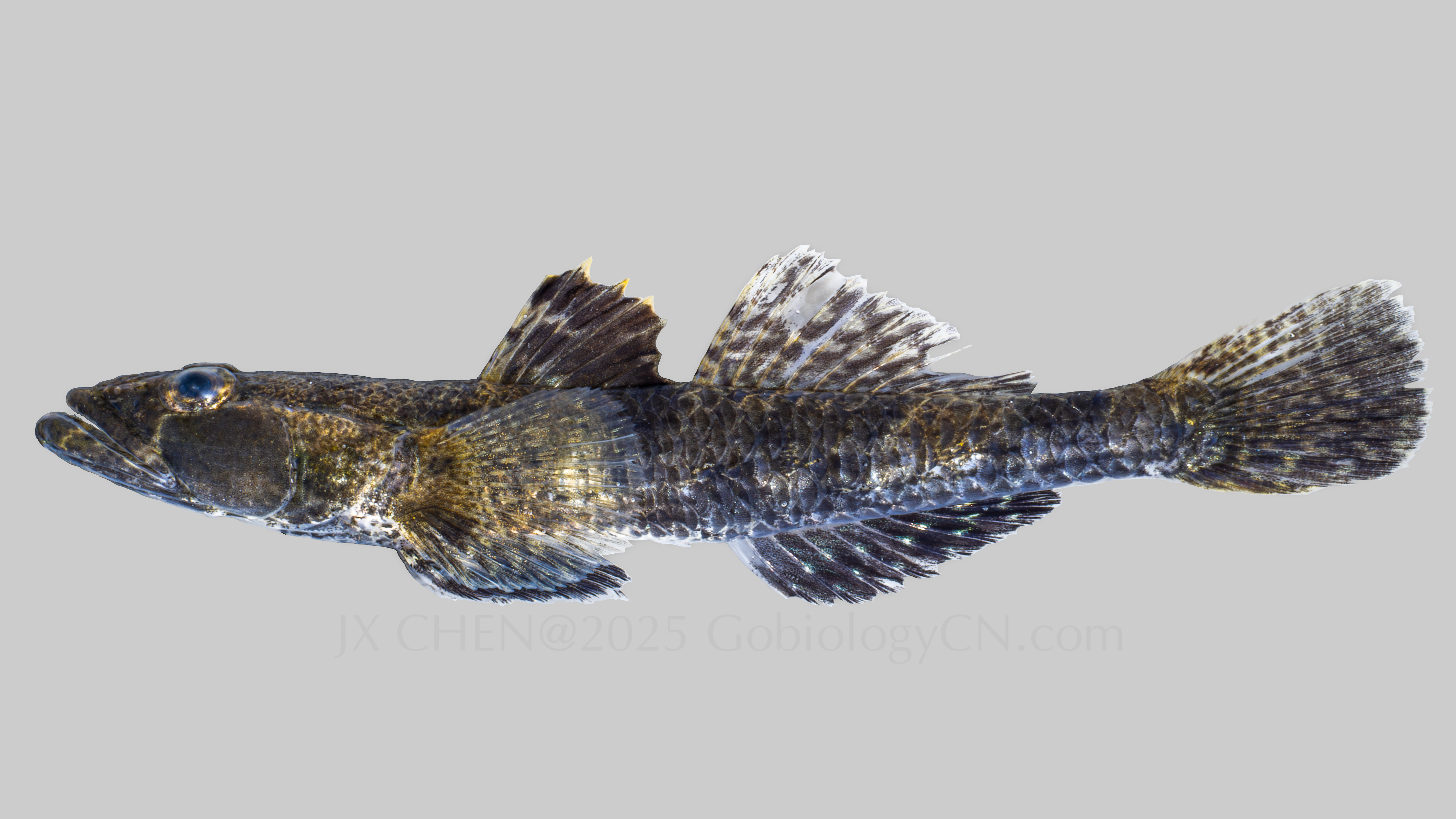 Psammogobius biocellatus 5 Image