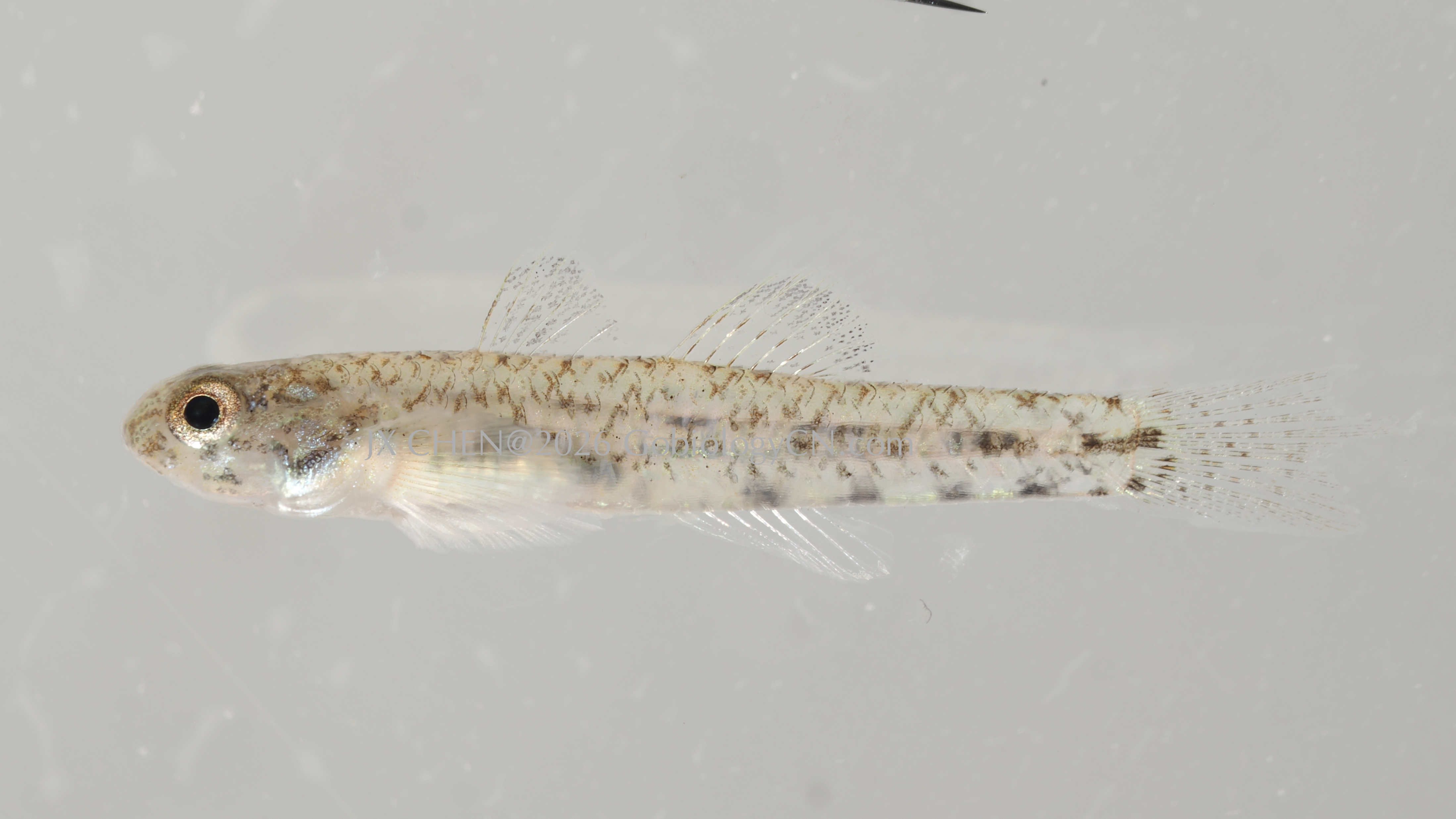 Pseudogobius masago