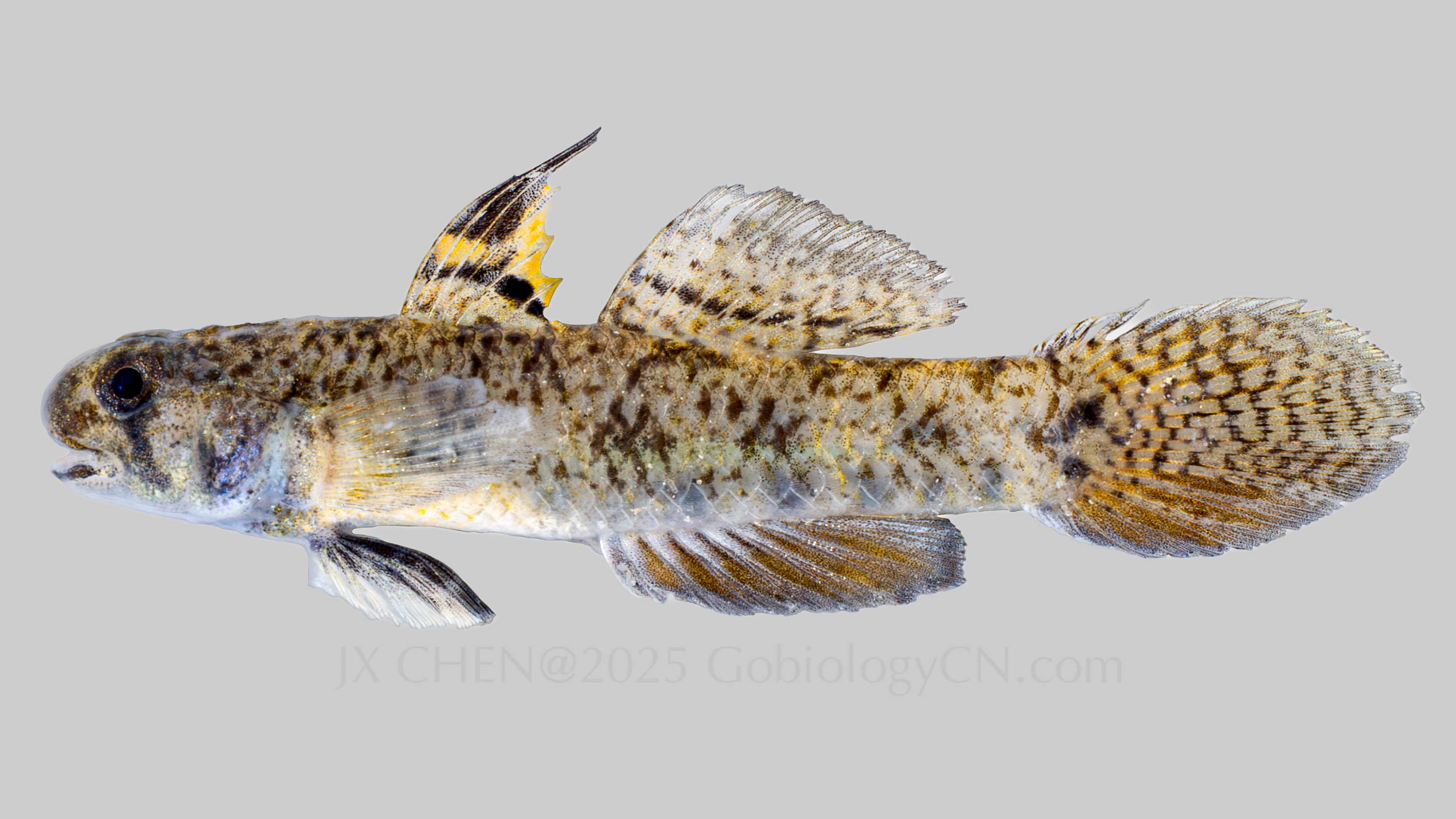 Pseudogobius melanosticta
