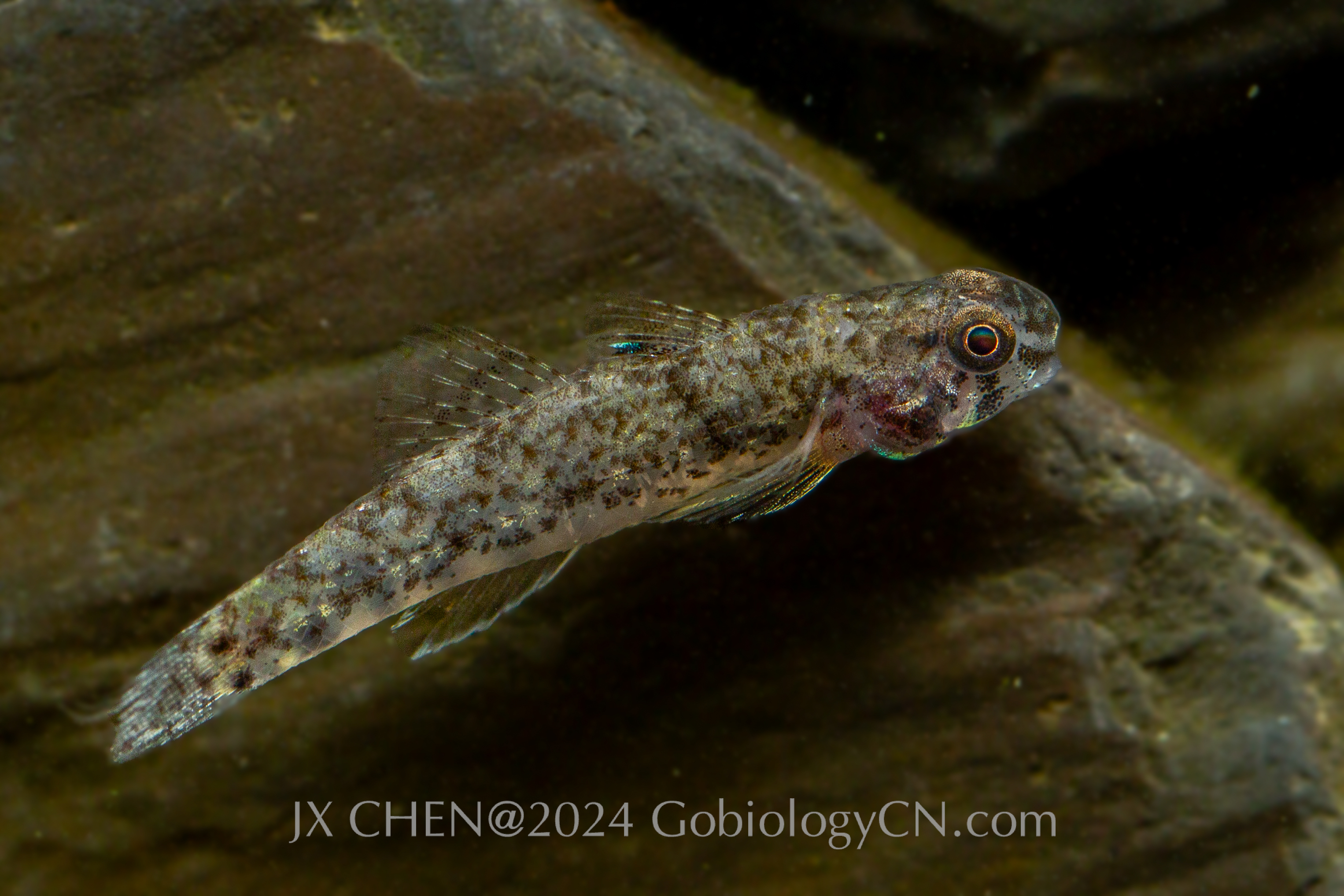 Pseudogobius poicilosoma lingshui