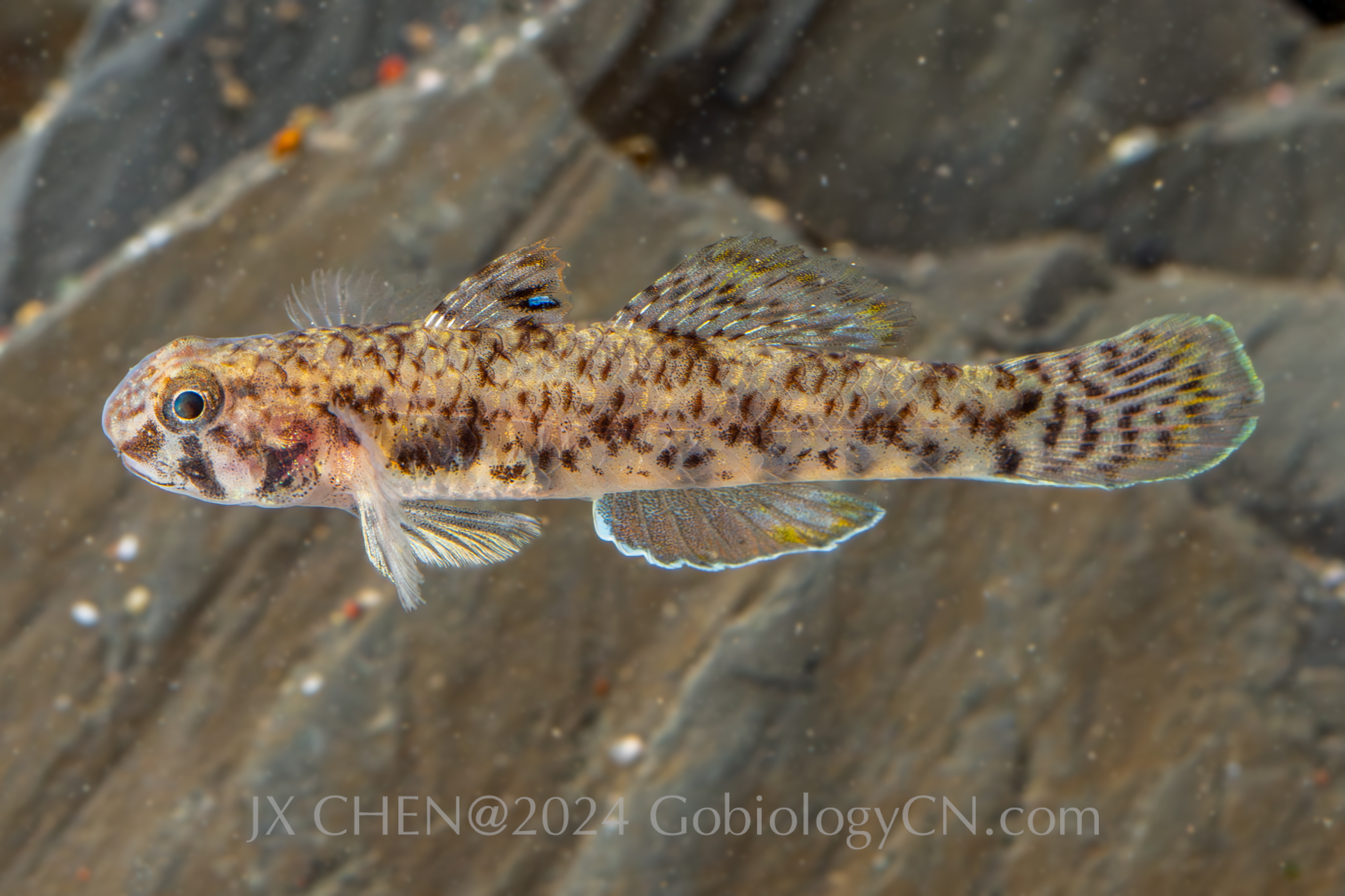 Pseudogobius poicilosoma haikou