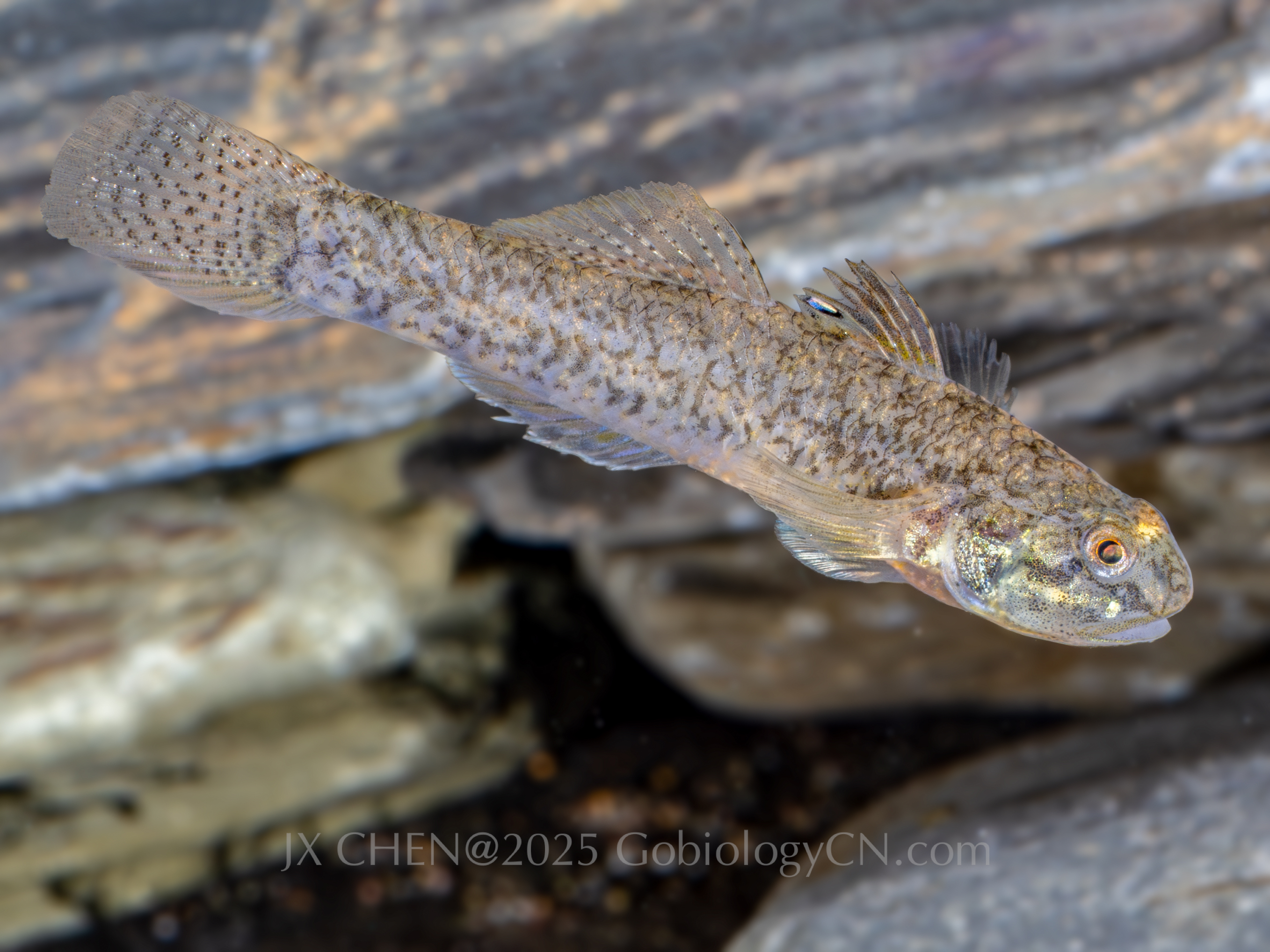 Pseudogobius taijiangensis male Image