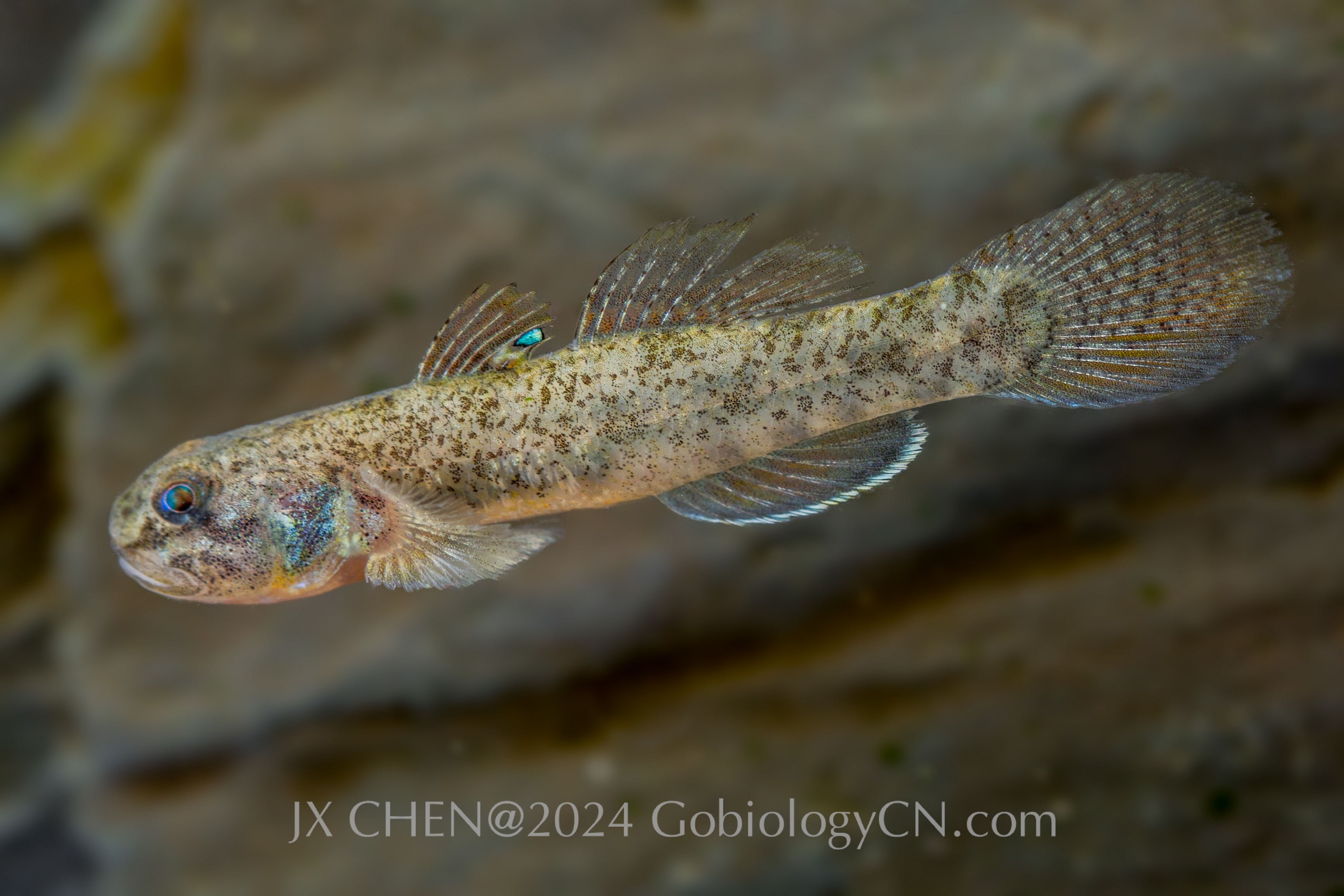 Pseudogobius taijiangensis male Image 