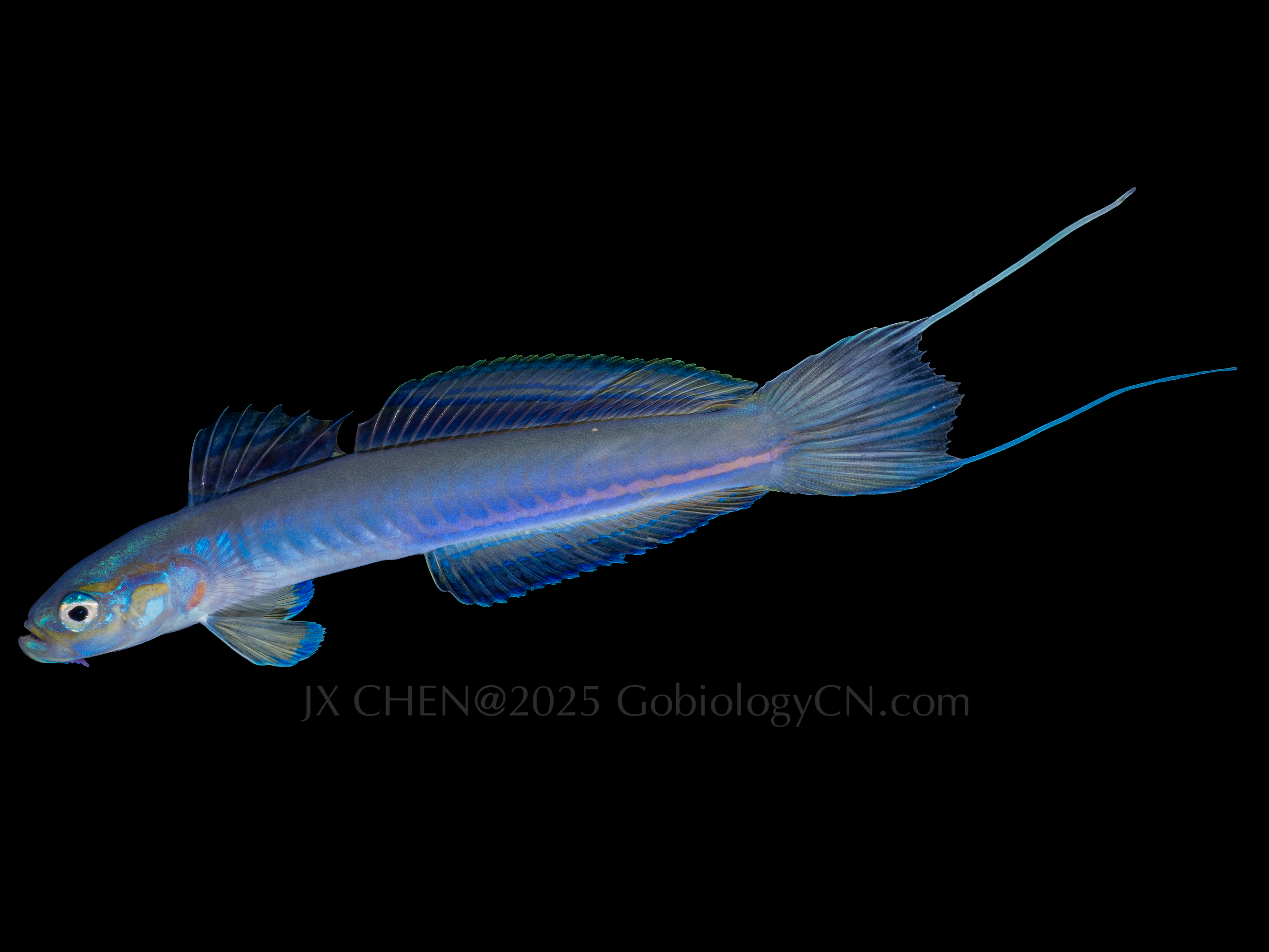 Ptereleotris hanae 1