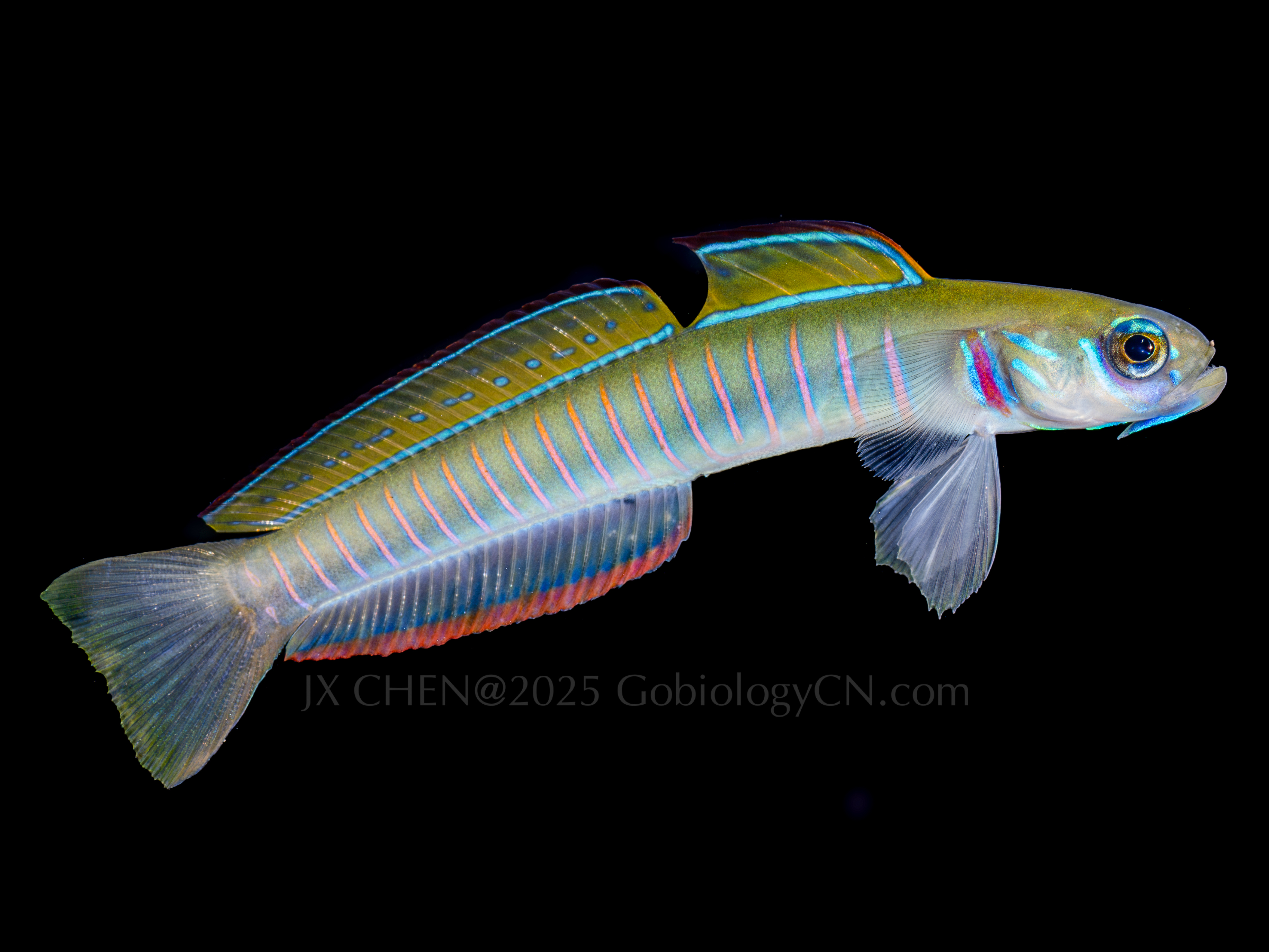 Ptereleotris zebra 1