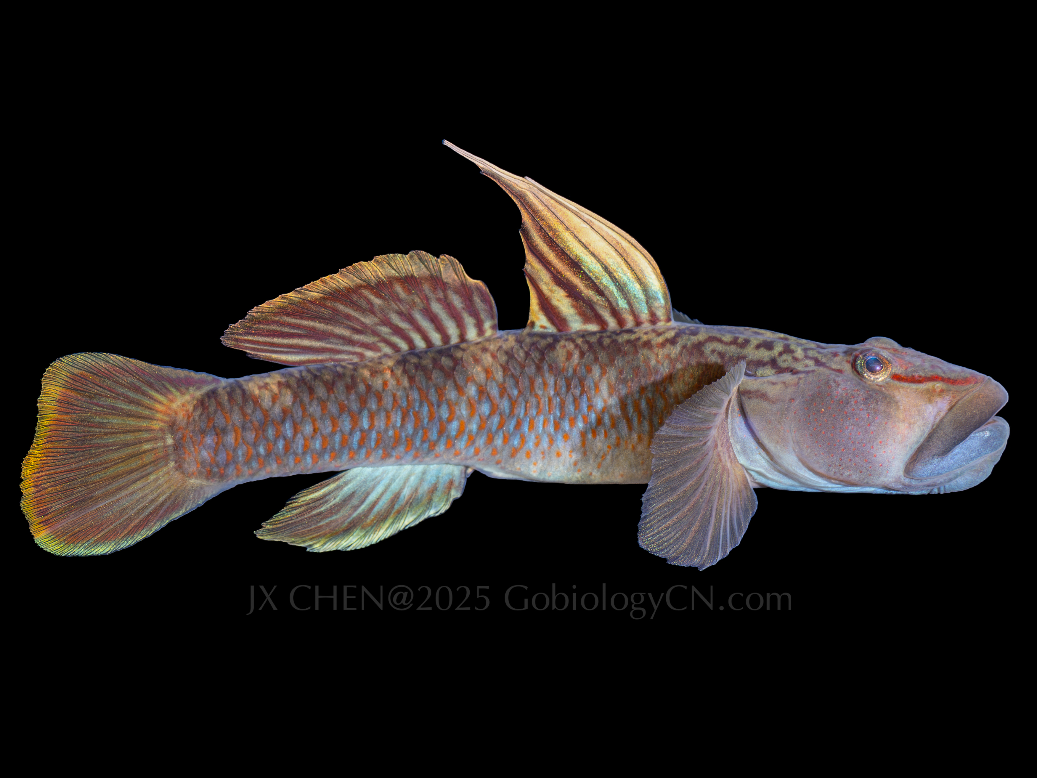 Rhinogobius brunneus 1