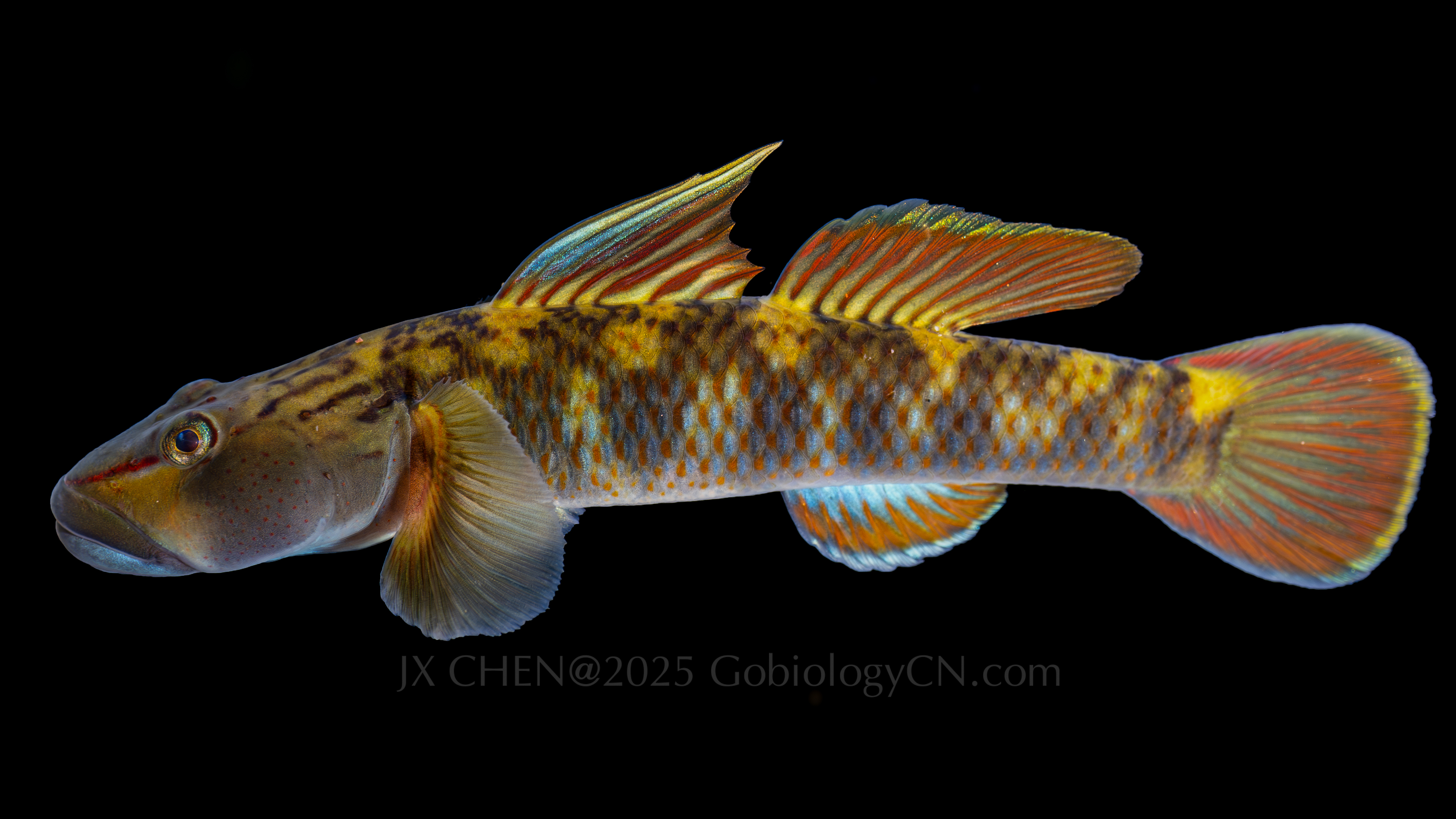 Rhinogobius brunneus 2