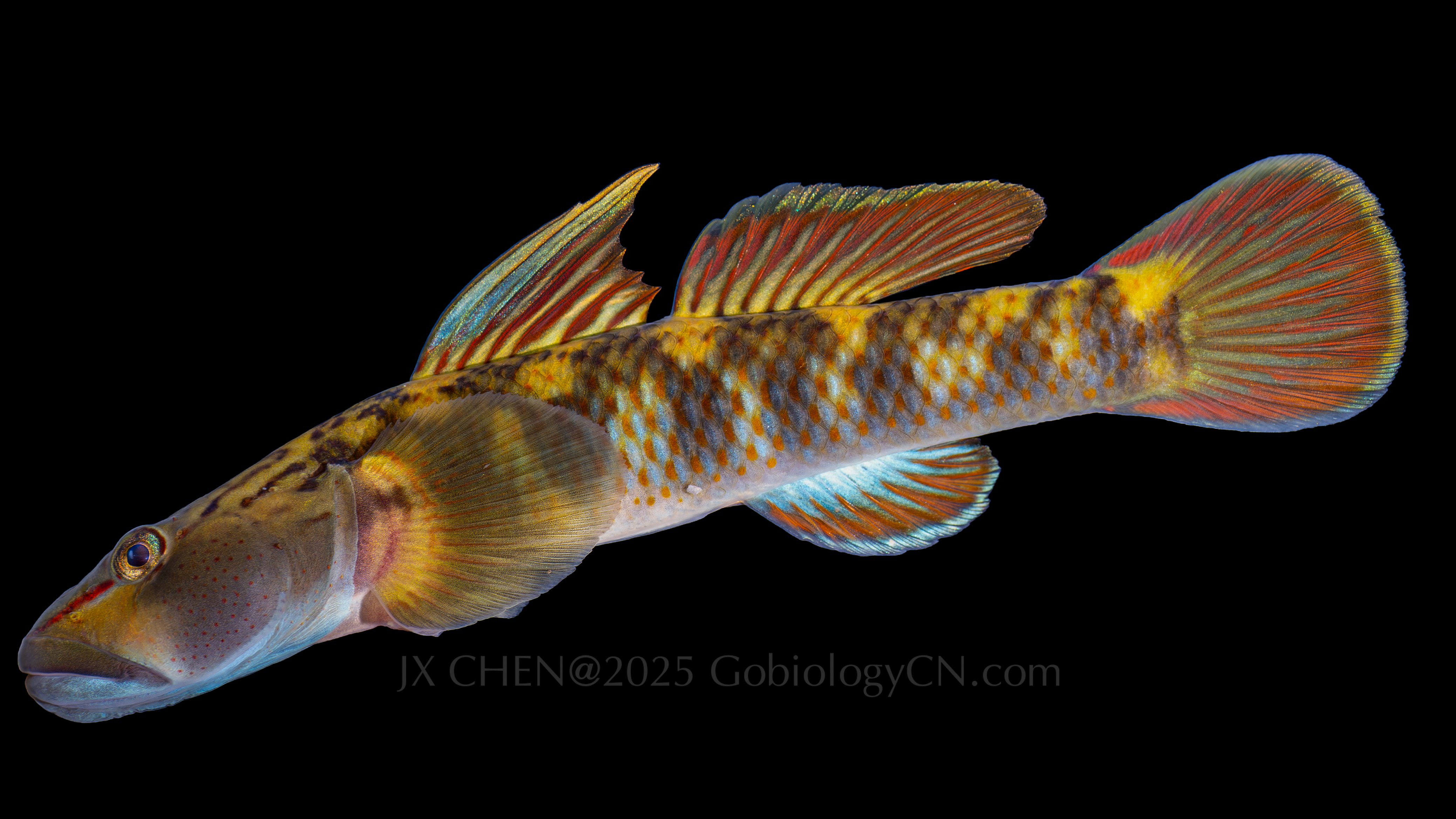 Rhinogobius brunneus 3