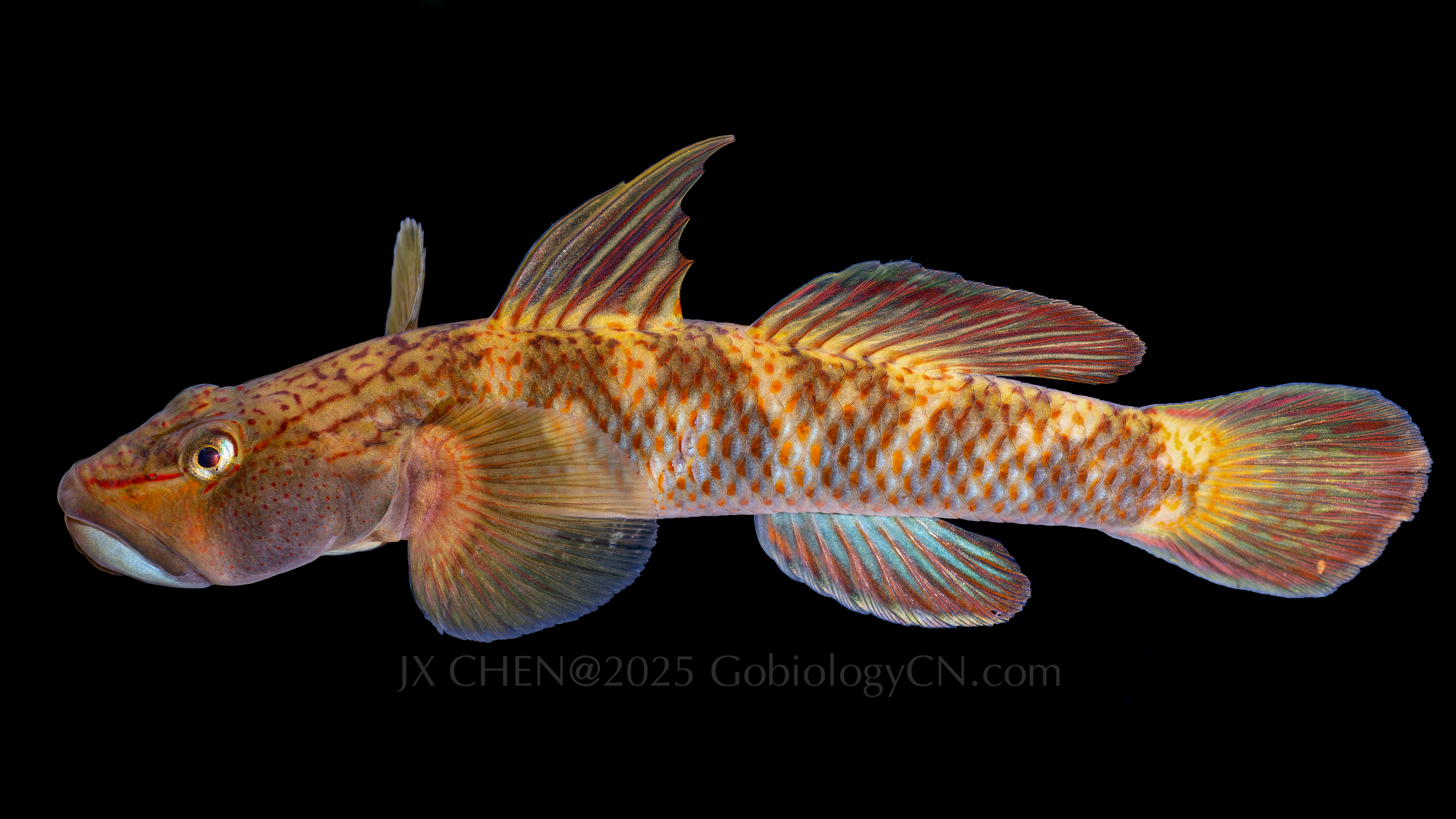 Rhinogobius brunneus 4