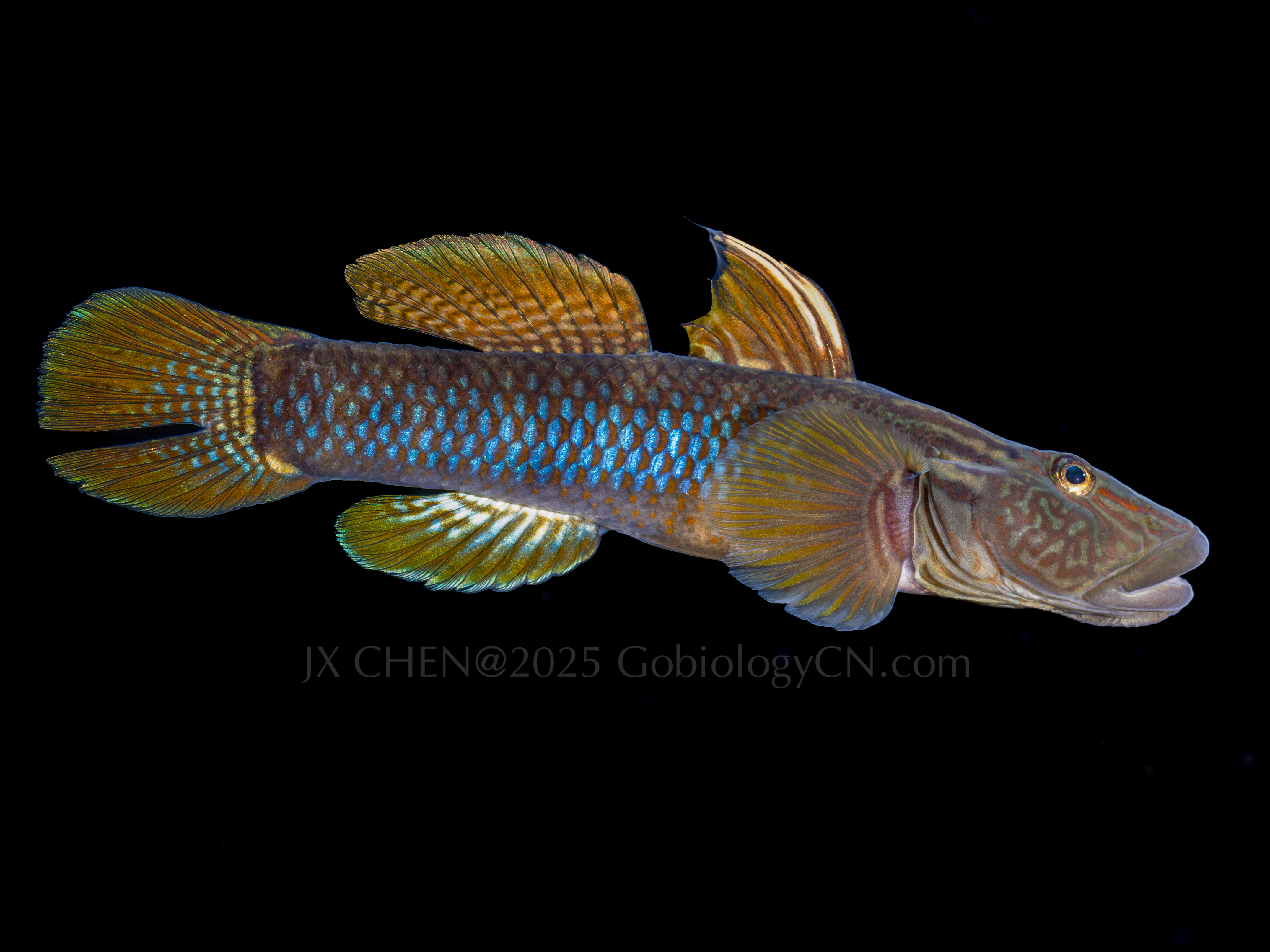 Rhinogobius formosanus 1