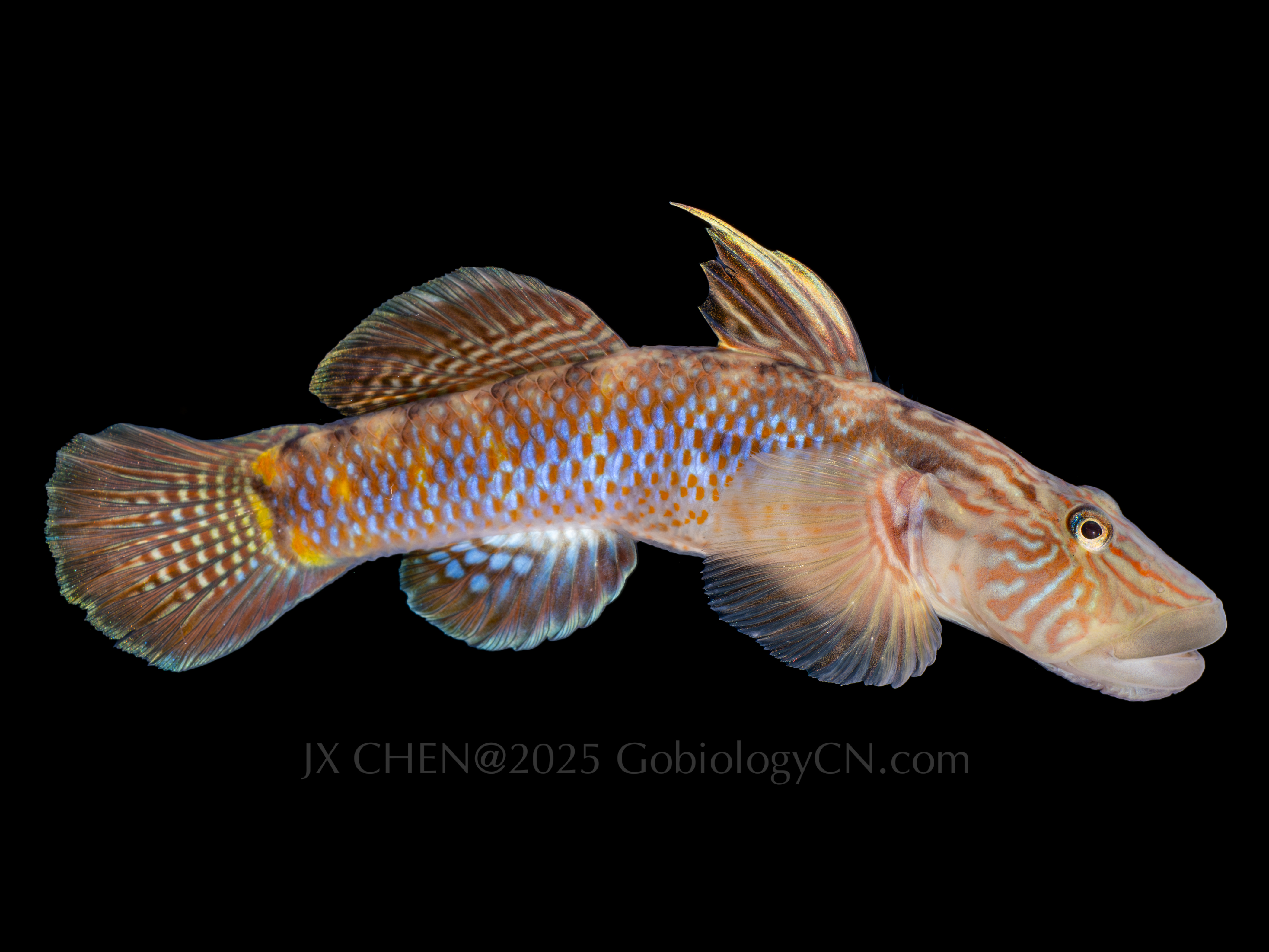 Rhinogobius formosanus 1