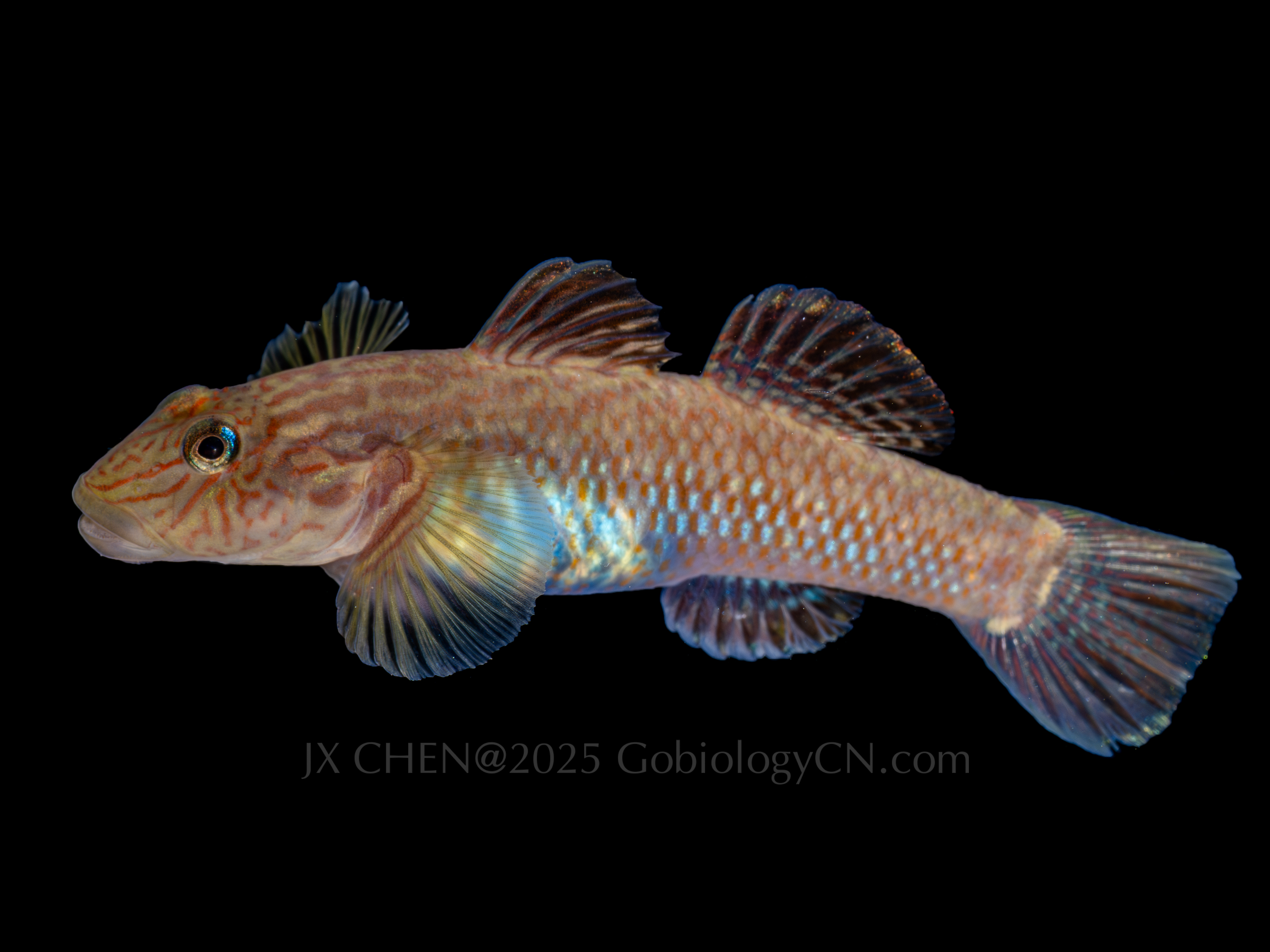 Rhinogobius formosanus 1