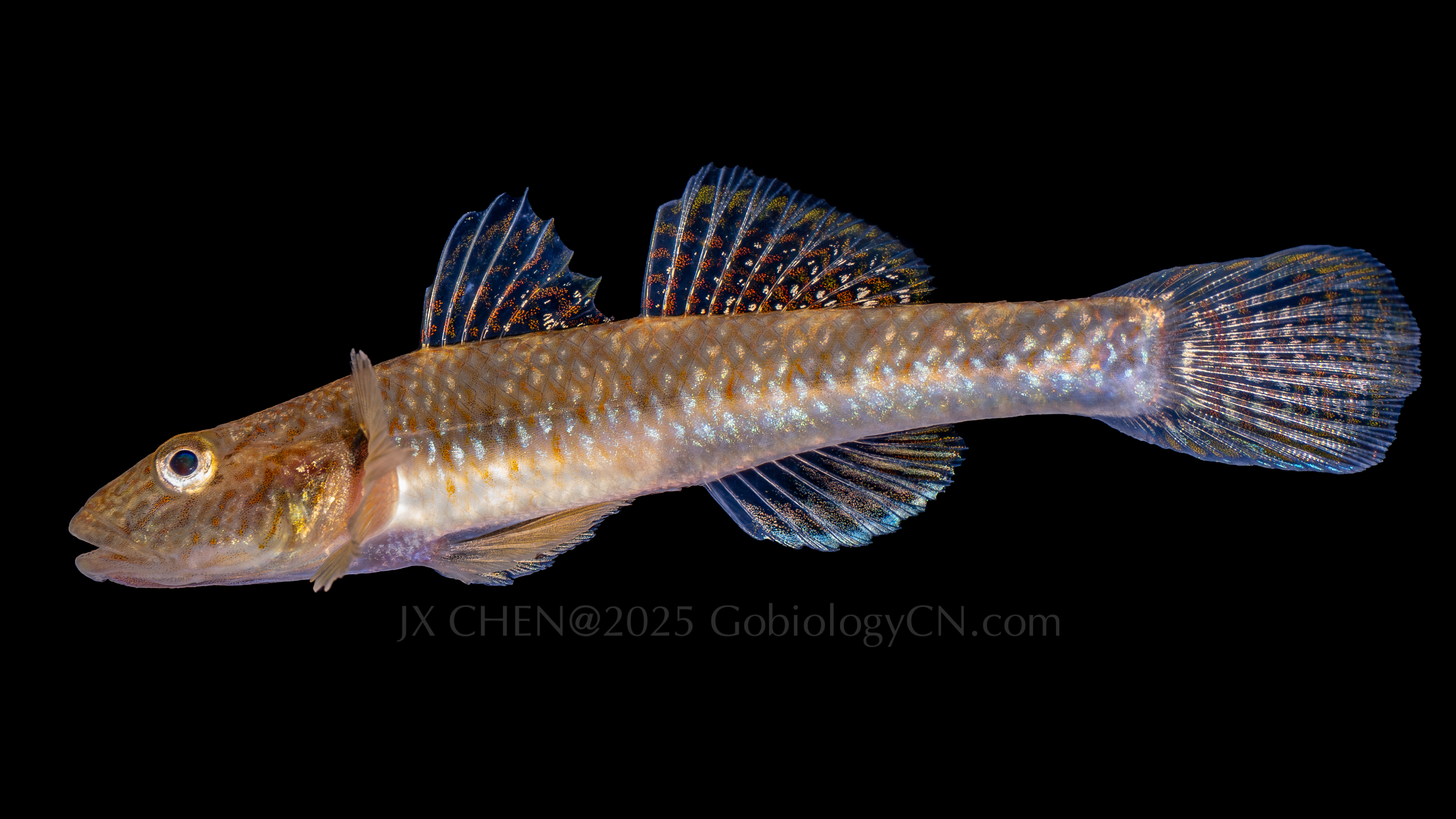 Rhinogobius similis 1