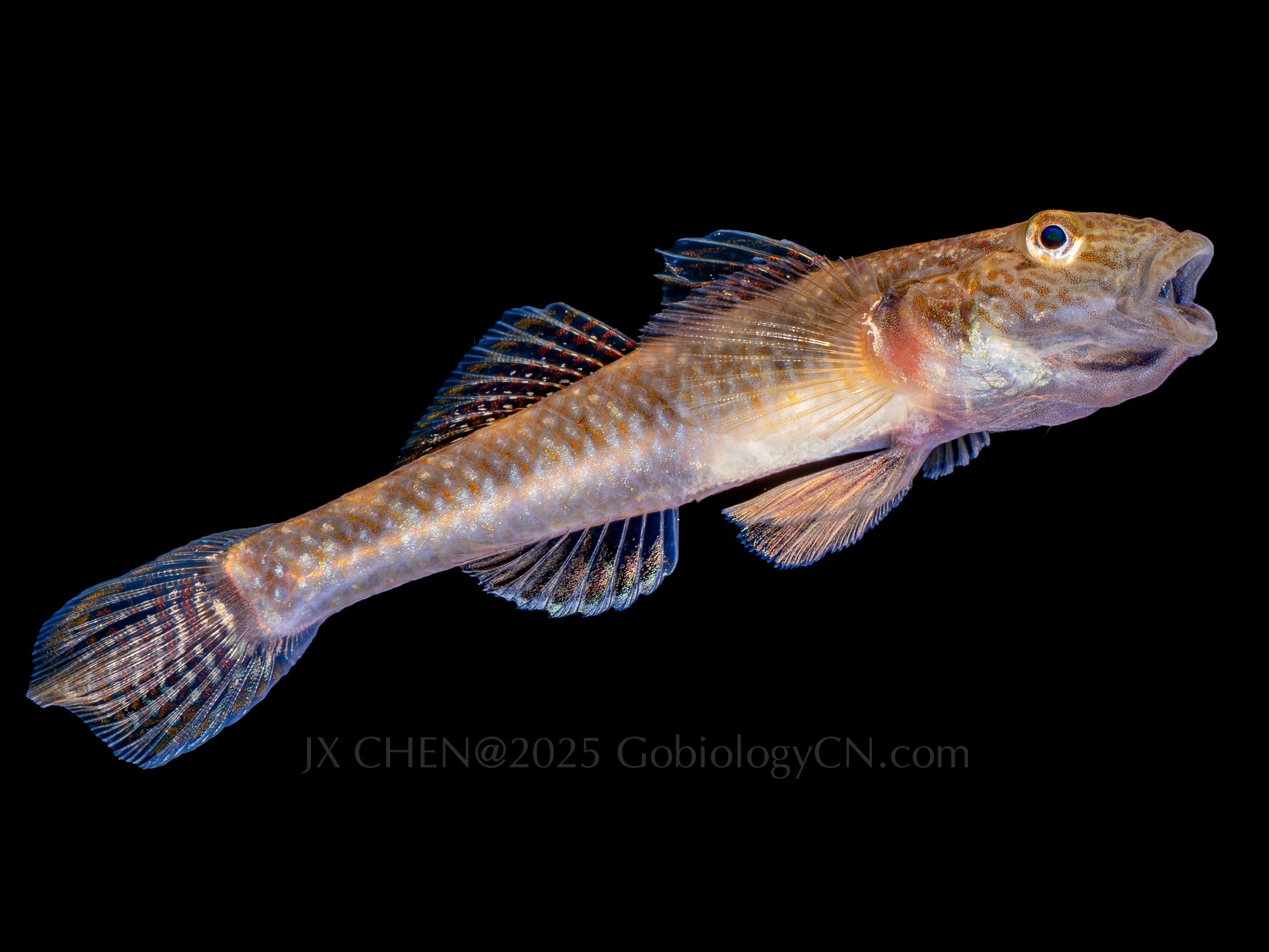 Rhinogobius similis 2