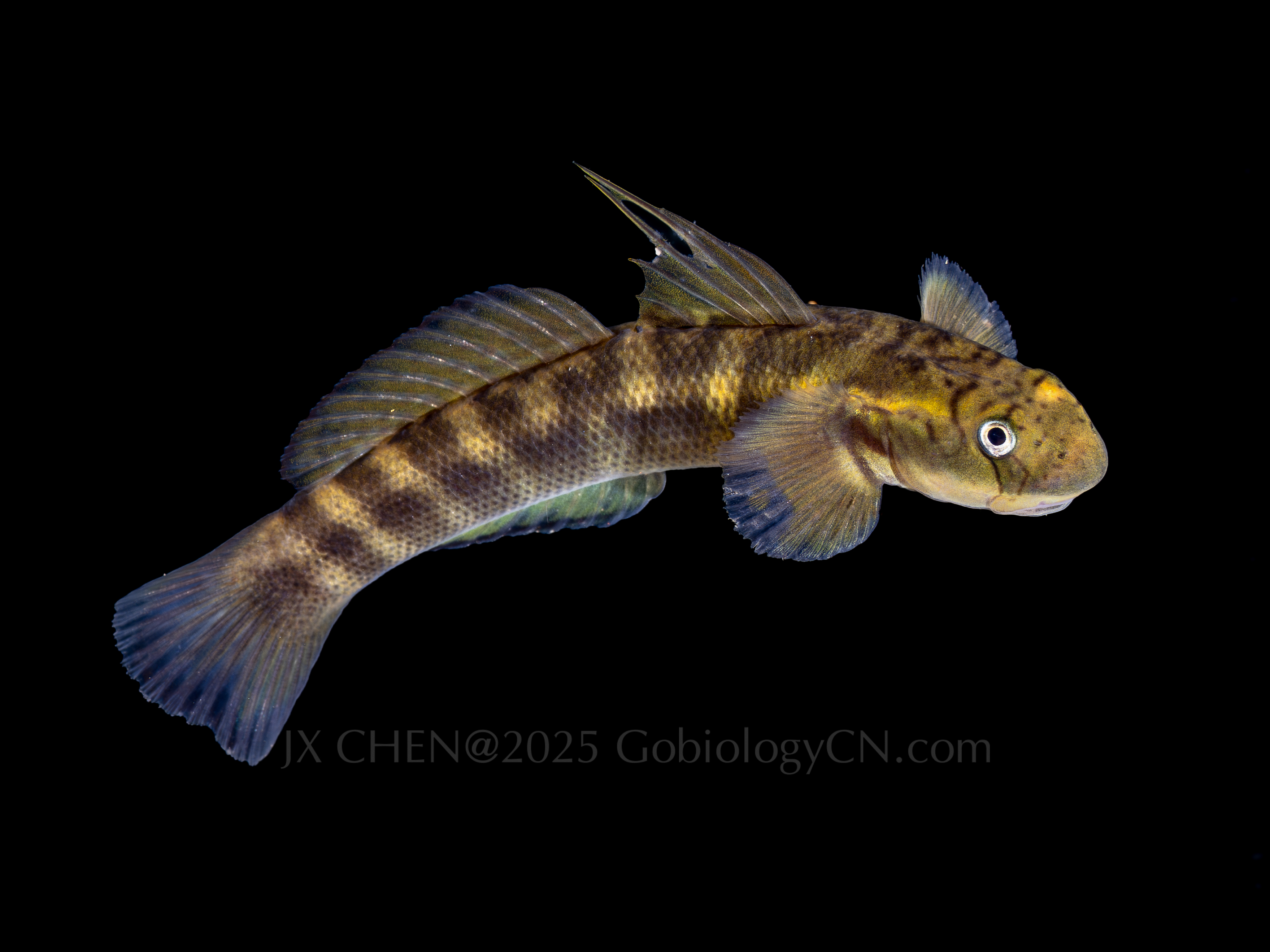 Sicyopterus japonicus 1